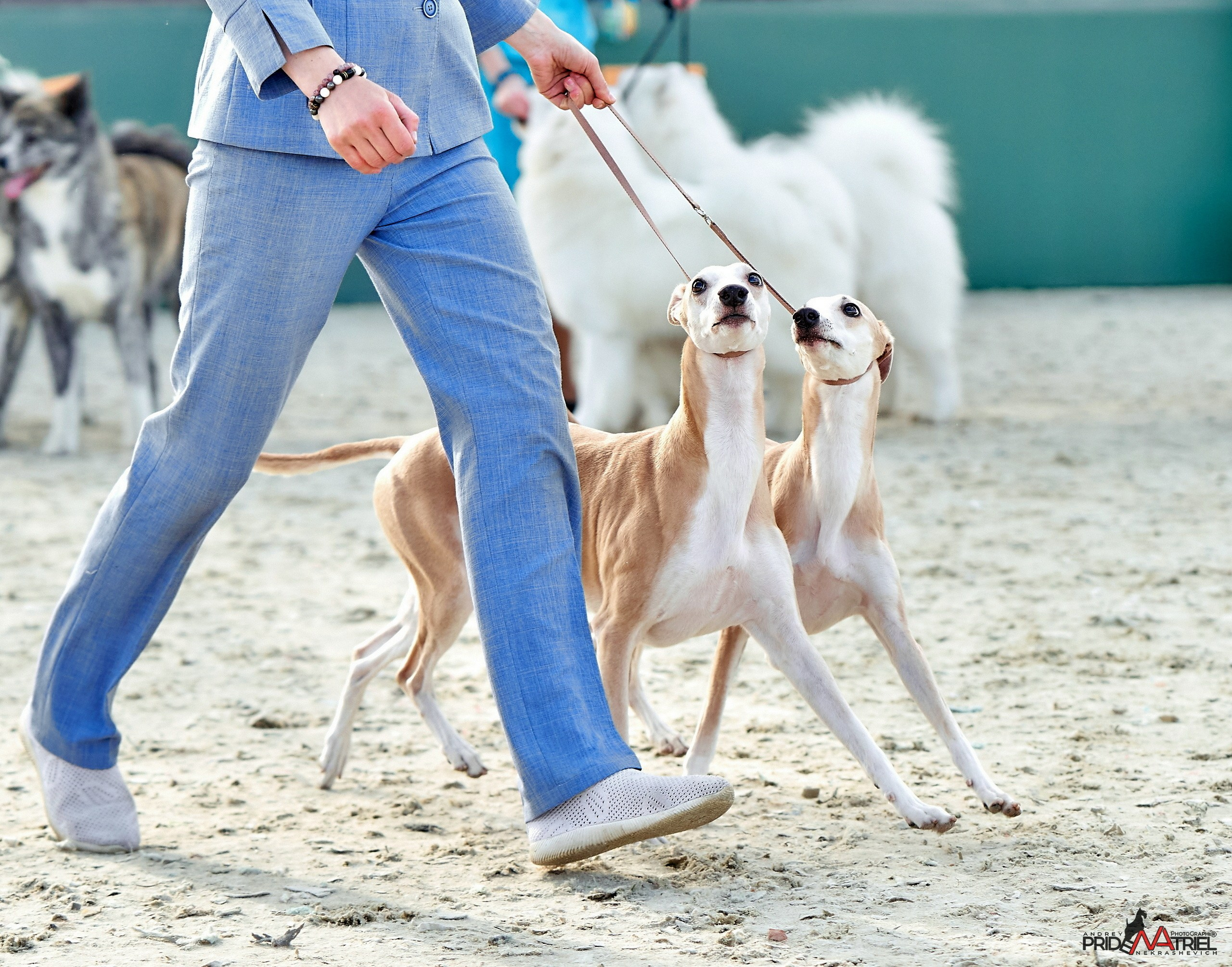 Работа в рингах — галерея NATRIEL