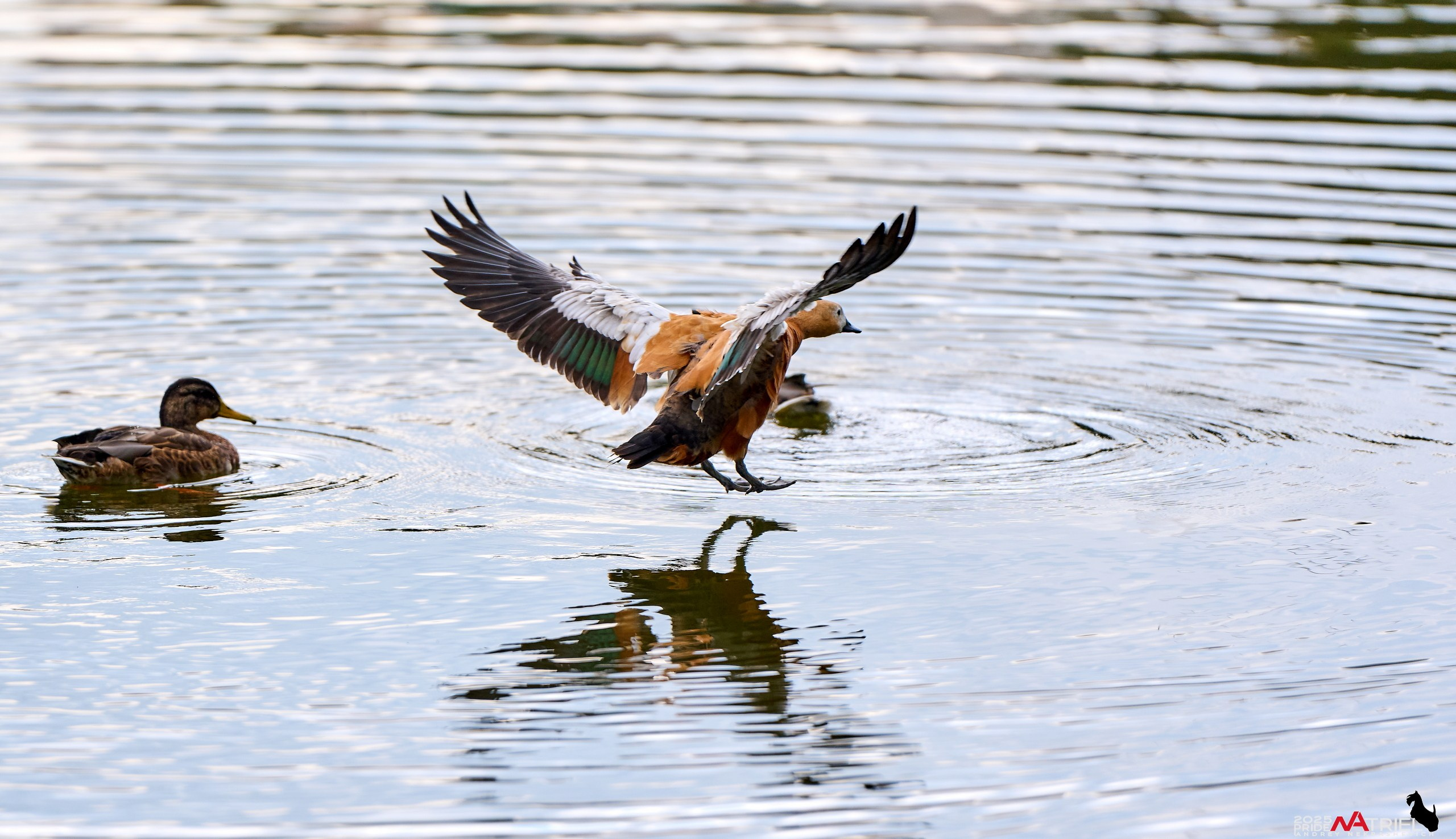 Утки на пруду