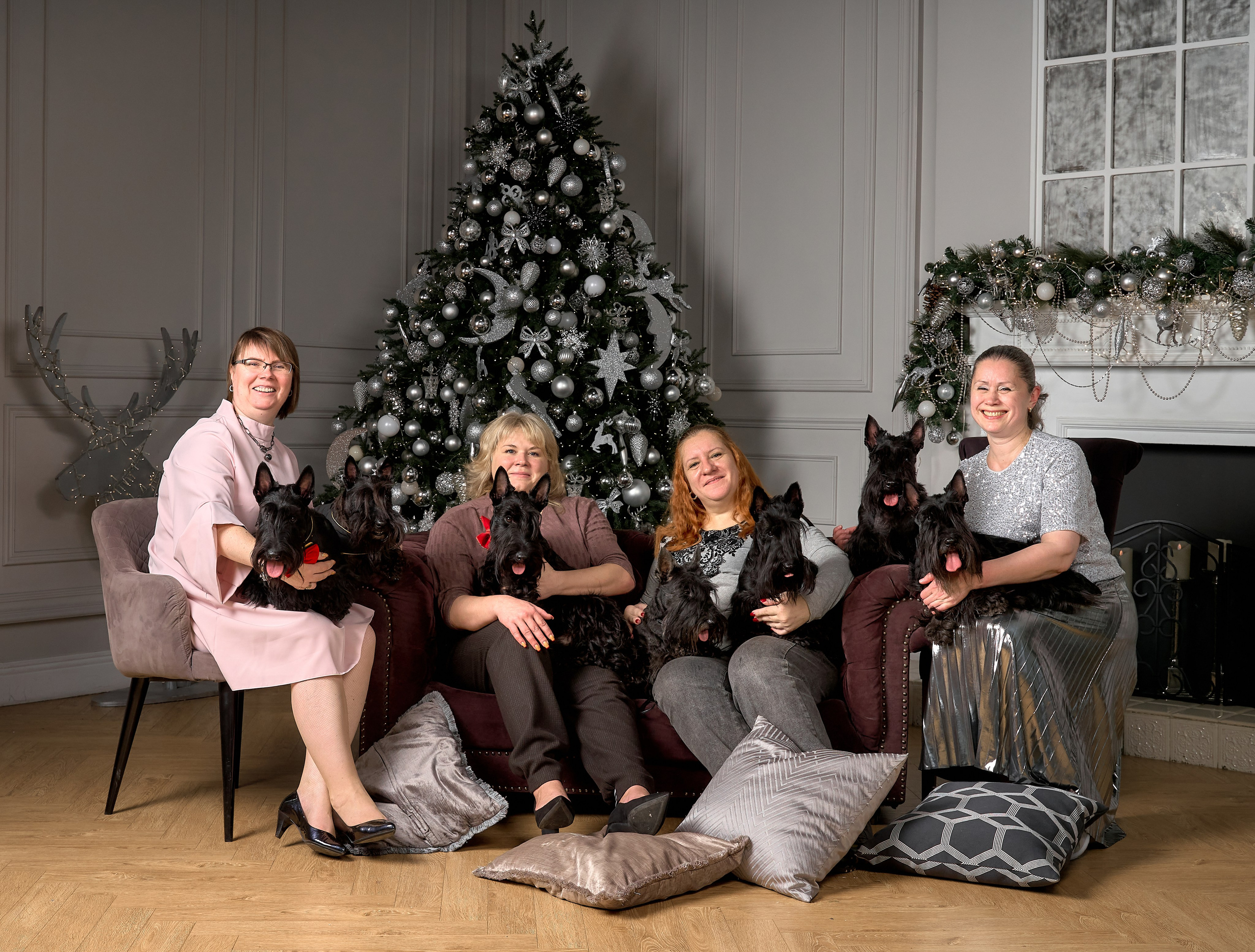 Съемка в студии со скотч-терьерами