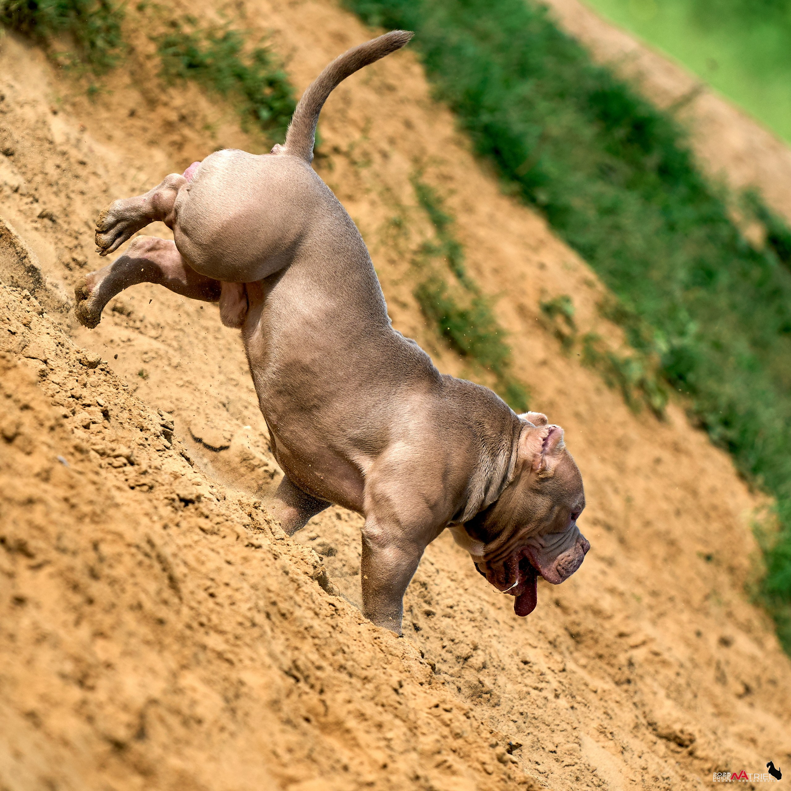 Съемка собак породы булли на природе
