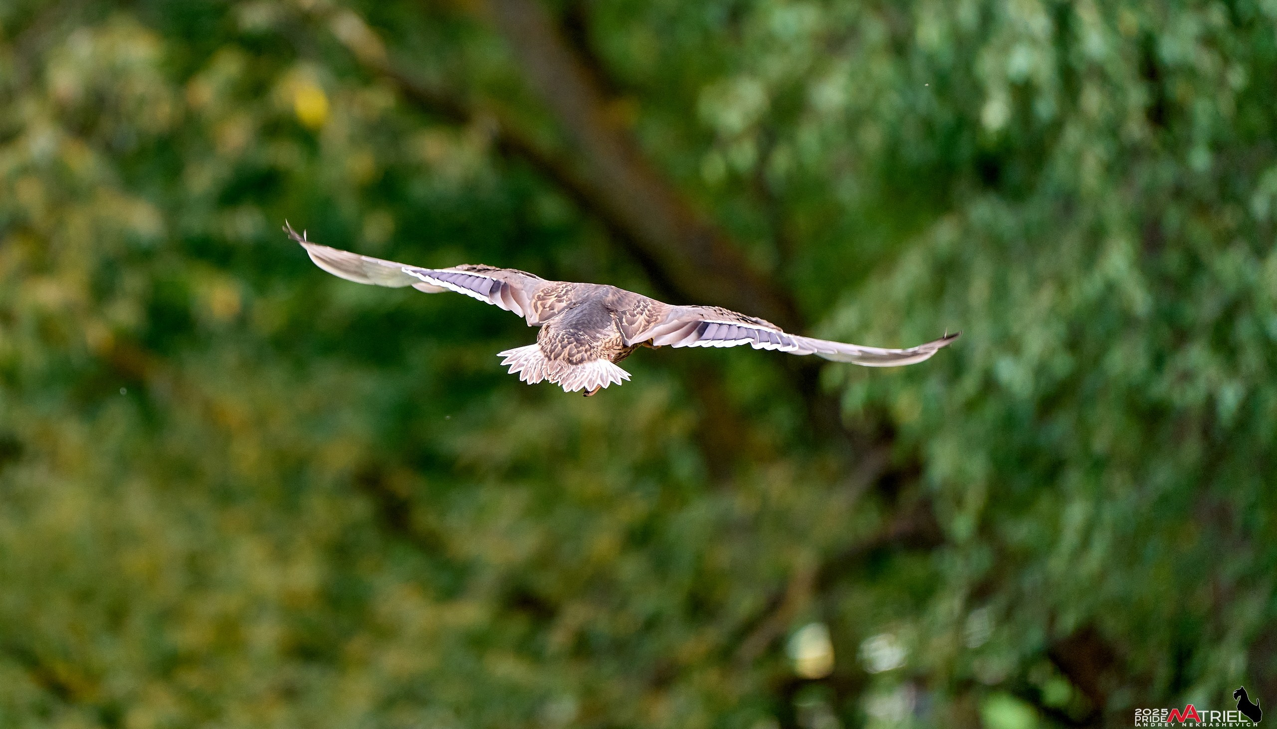 Утки на пруду