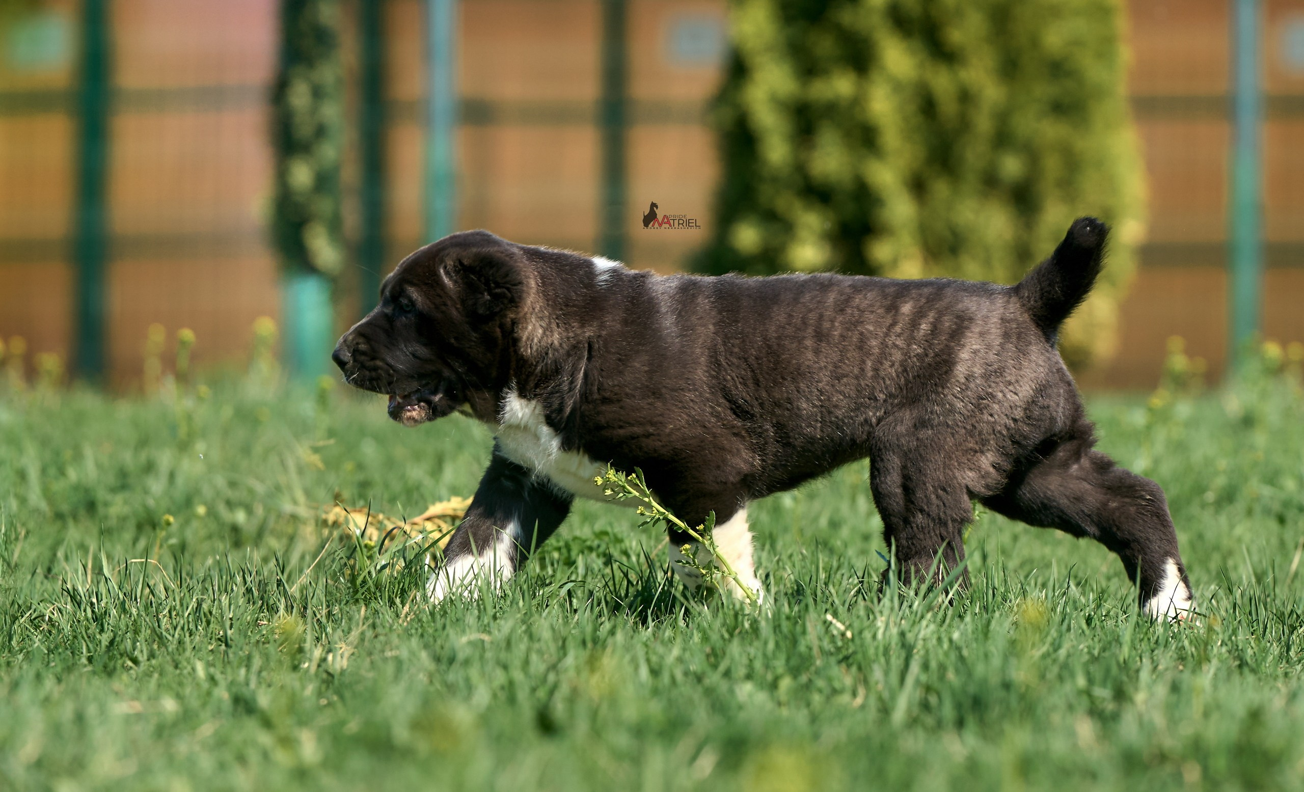 Среднеазиаты — щенки и взрослые