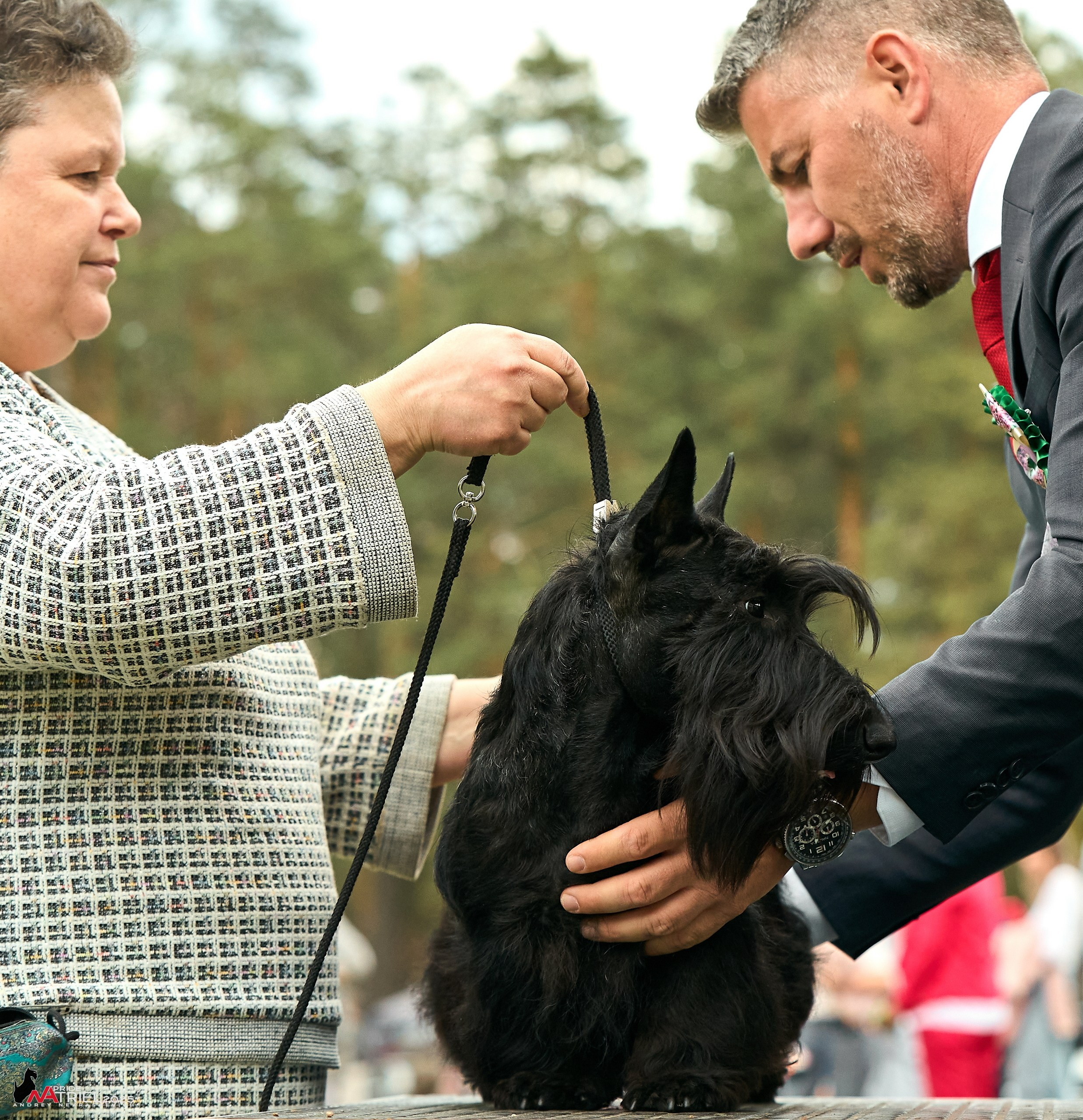 Выставка собак Суздаль-Владимир
