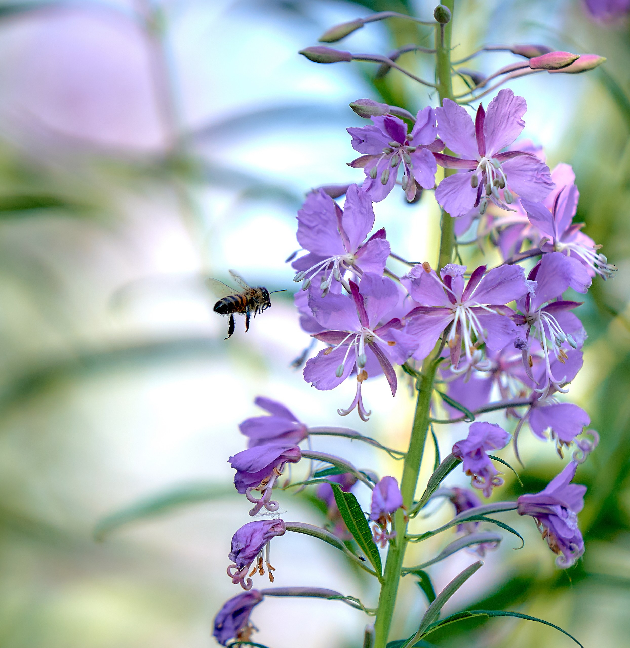 Лютики-цветочки — галерея NATRIEL