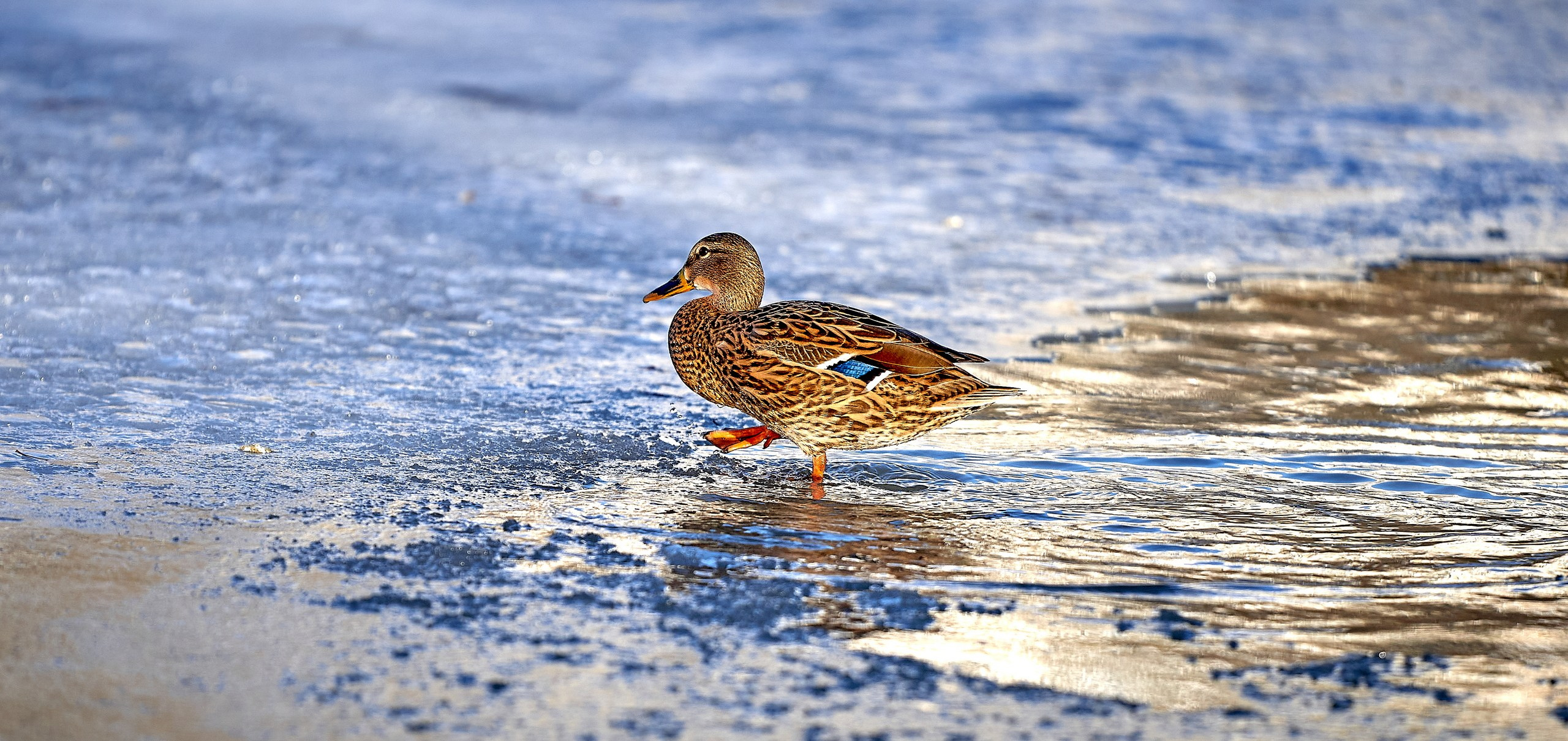 Фото птиц — галерея NATRIEL