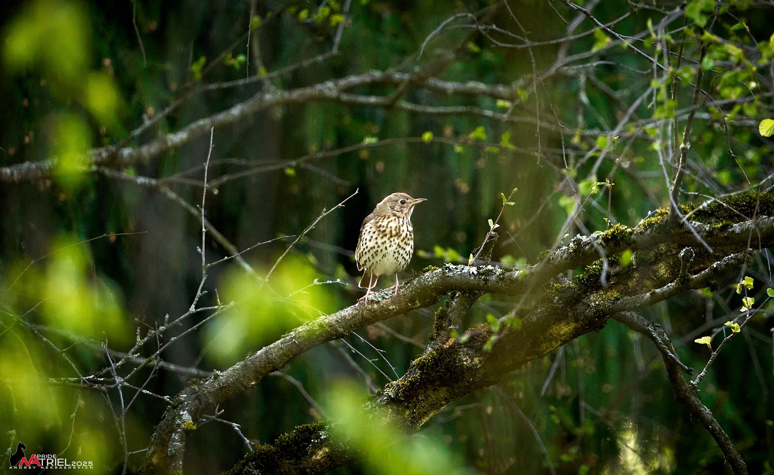 Съемка в майском лесу