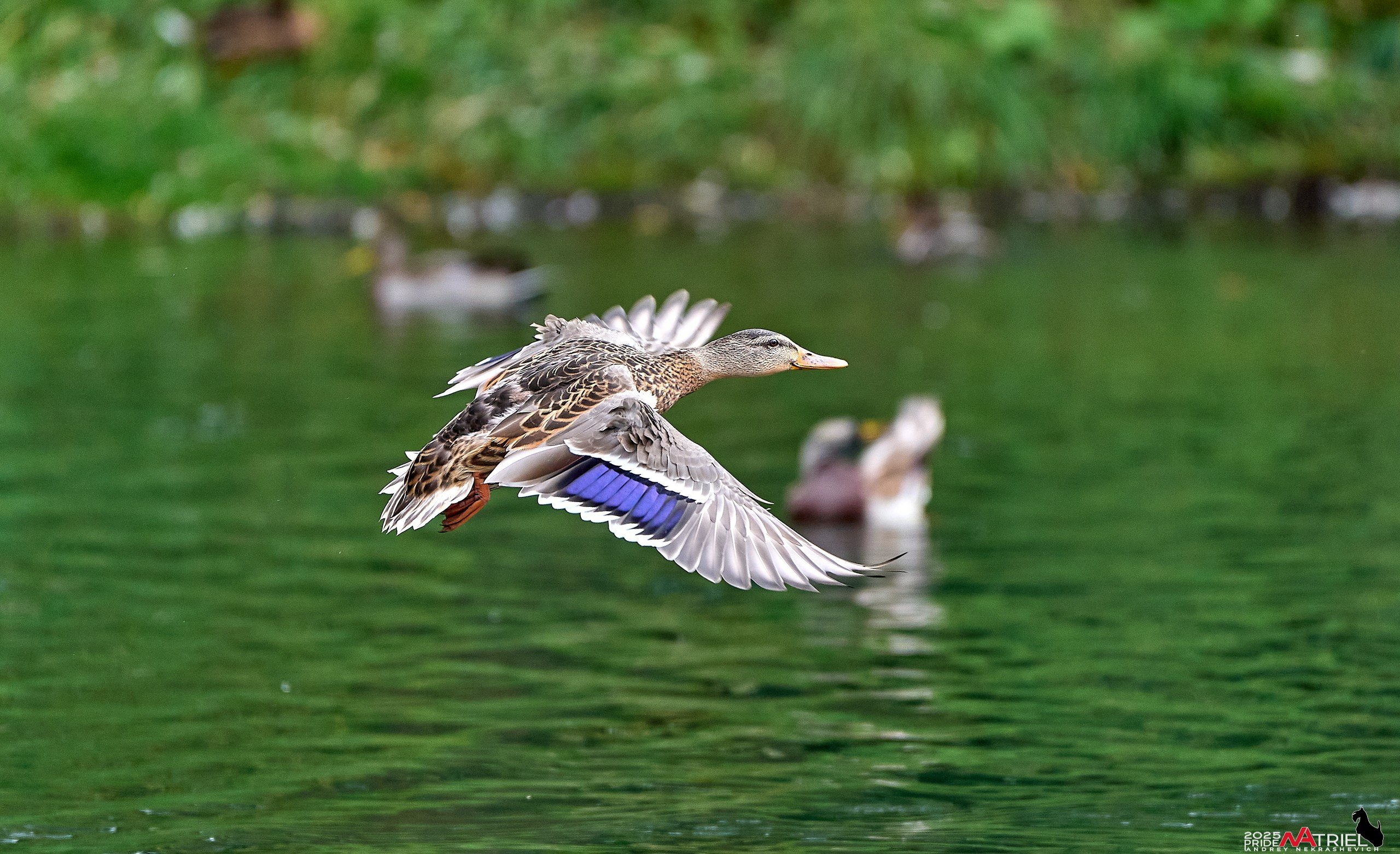 Утки на пруду