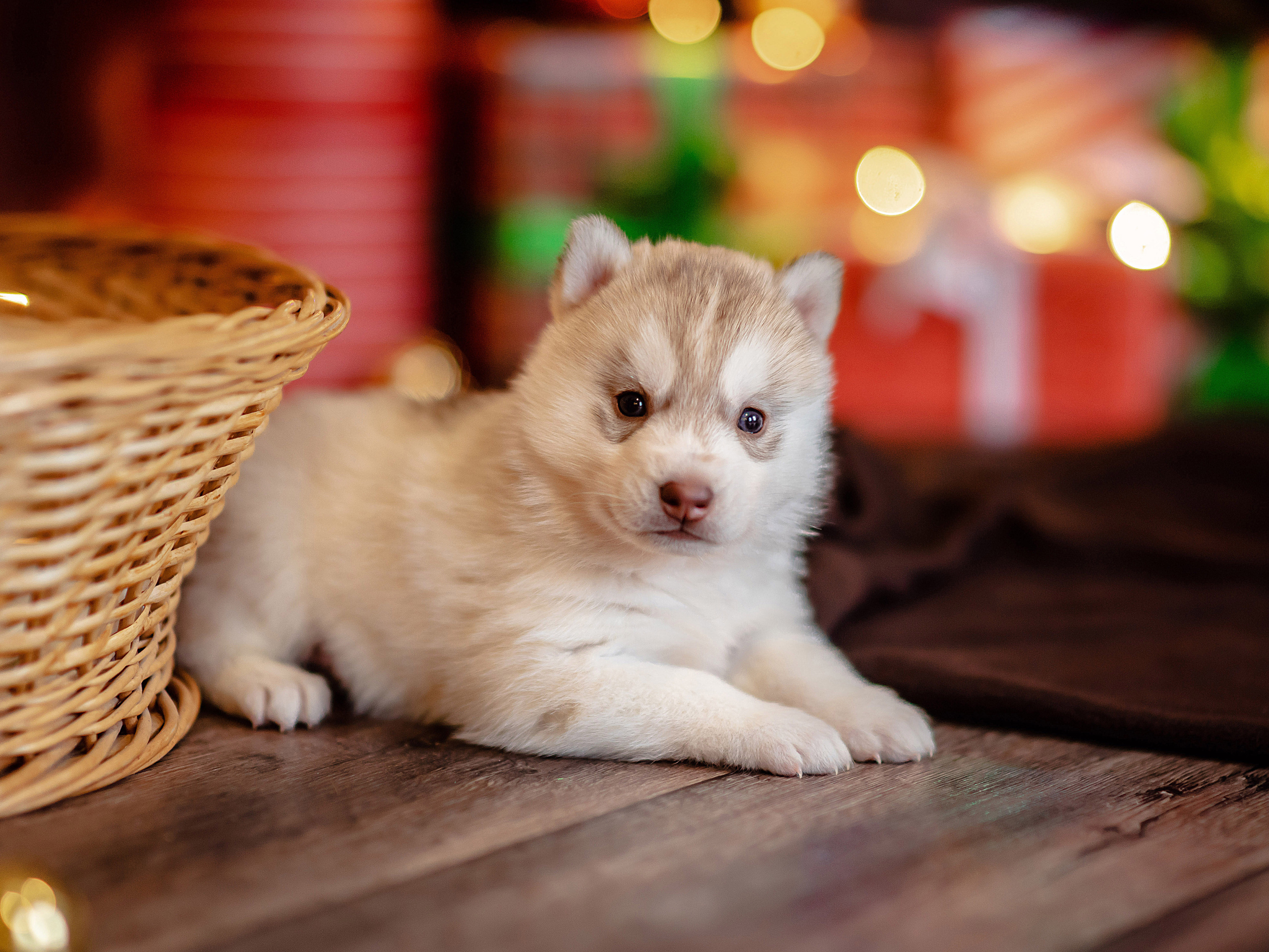 Детский проект с Хаски. Семейный и детский фотограф в Екатеринбурге и НевьянскеТимурова Алина