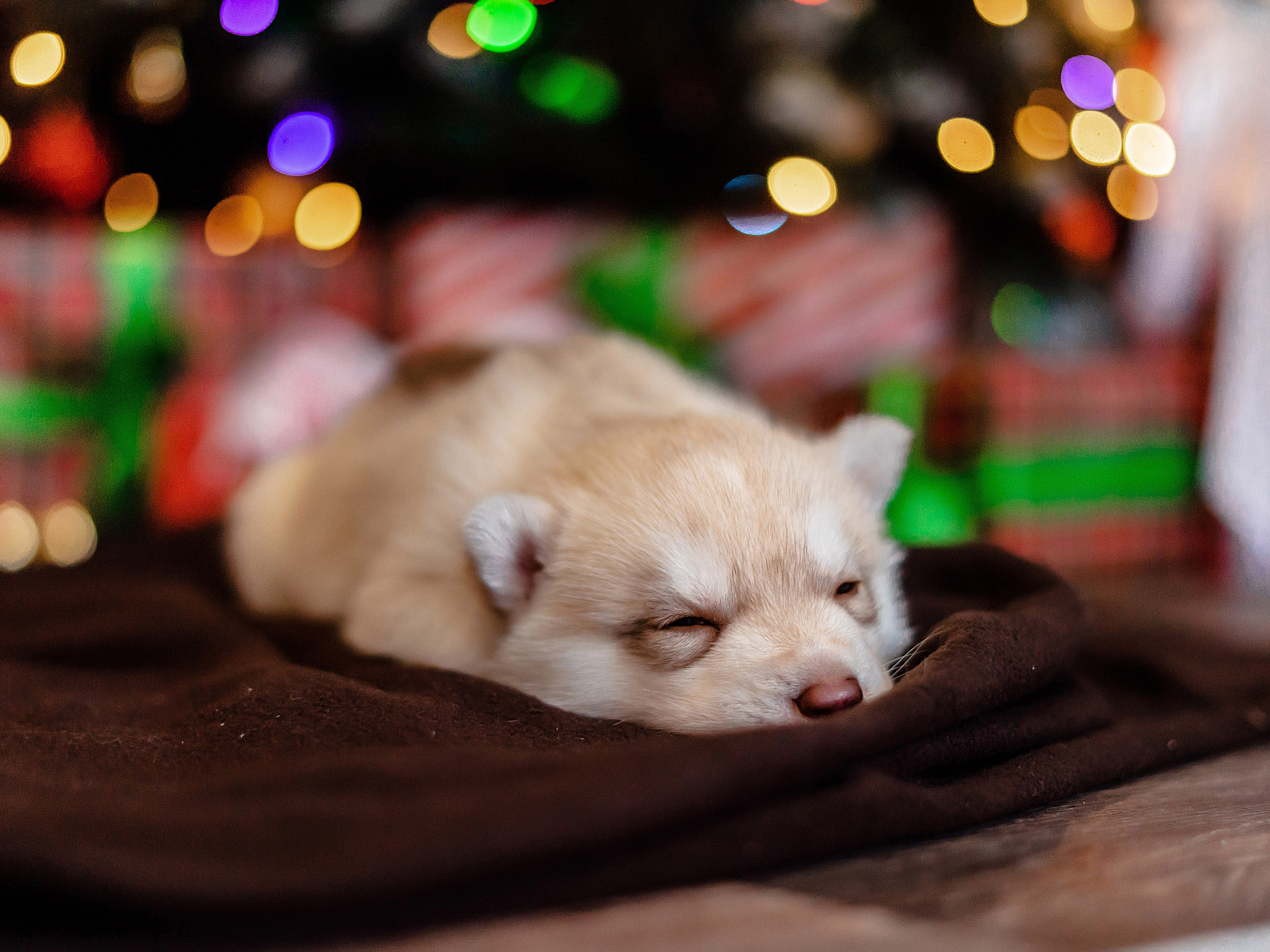 Детский проект с Хаски. Семейный и детский фотограф в Екатеринбурге и НевьянскеТимурова Алина