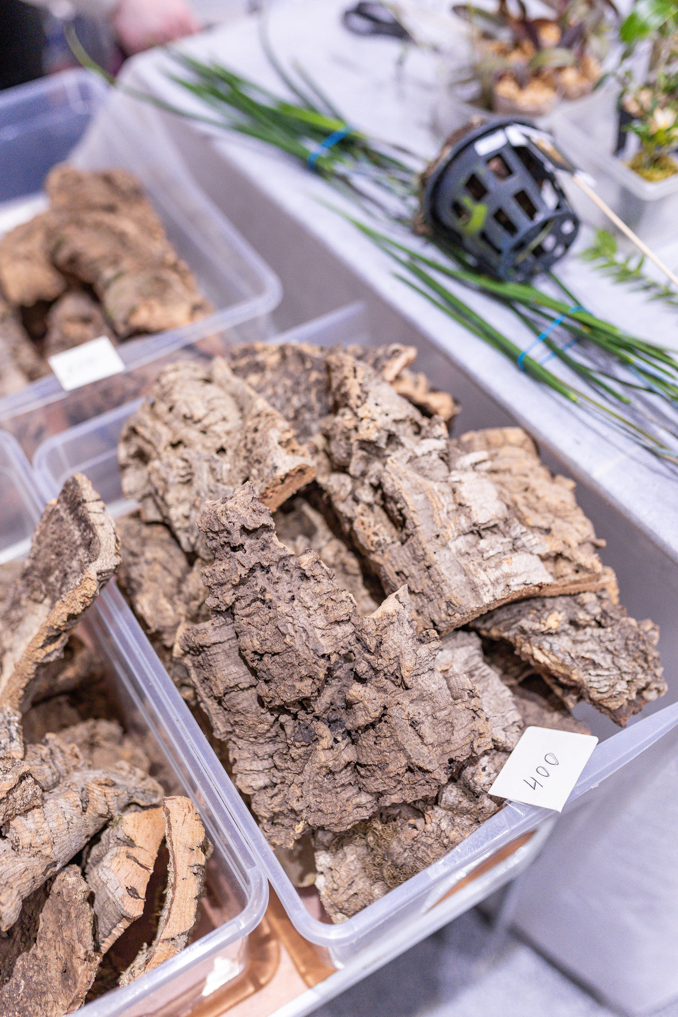 Орхидиум 12.2025. Александра Куликова фотограф, Москва