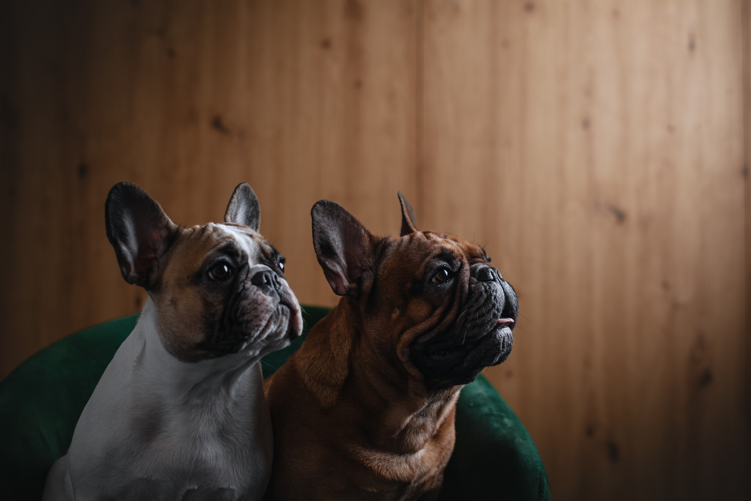 Бульвстреча 2025. Фотограф-анималист Татьяна Степанова