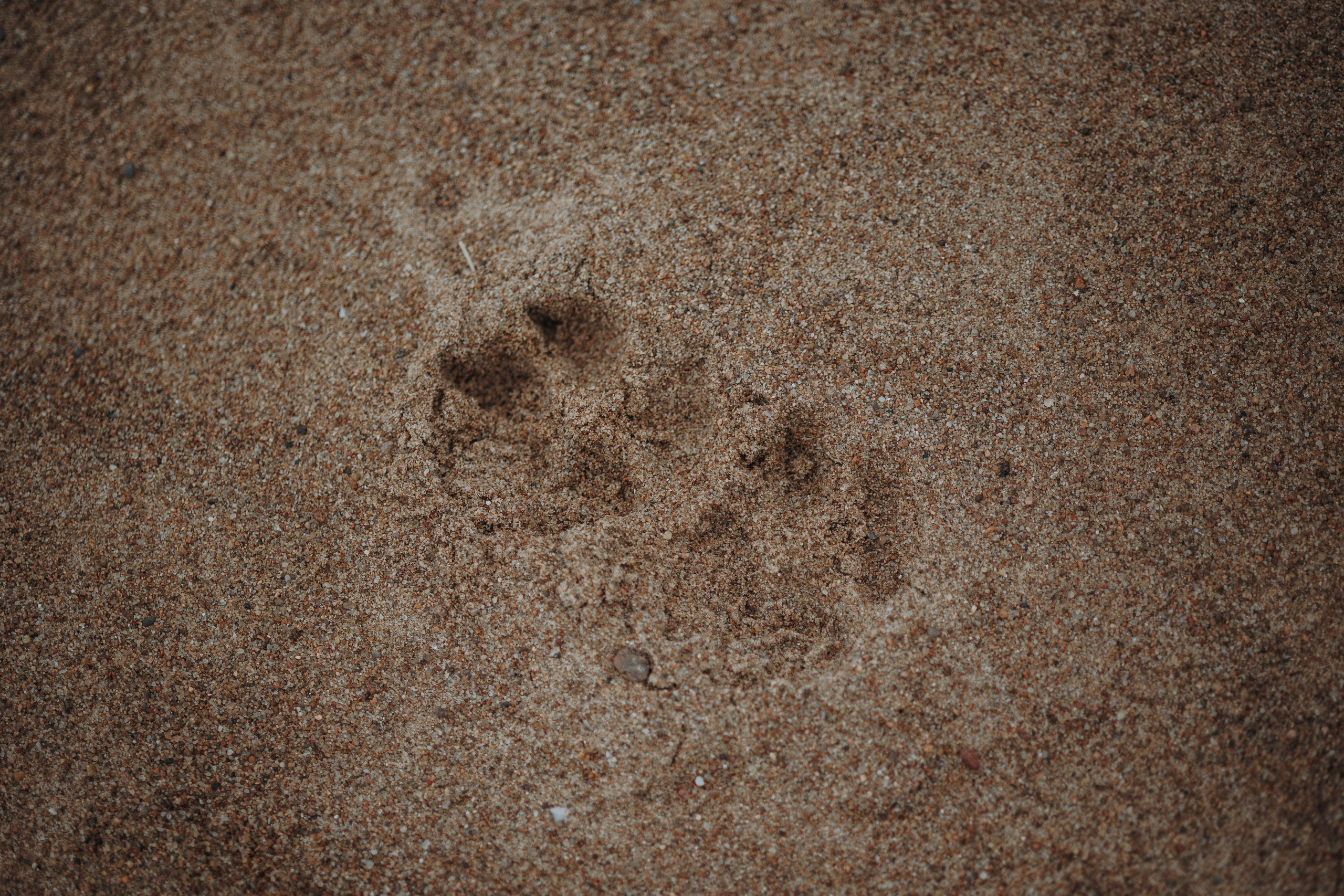 Наталья и Того. Фотограф — Анималист | Санкт-Петербург