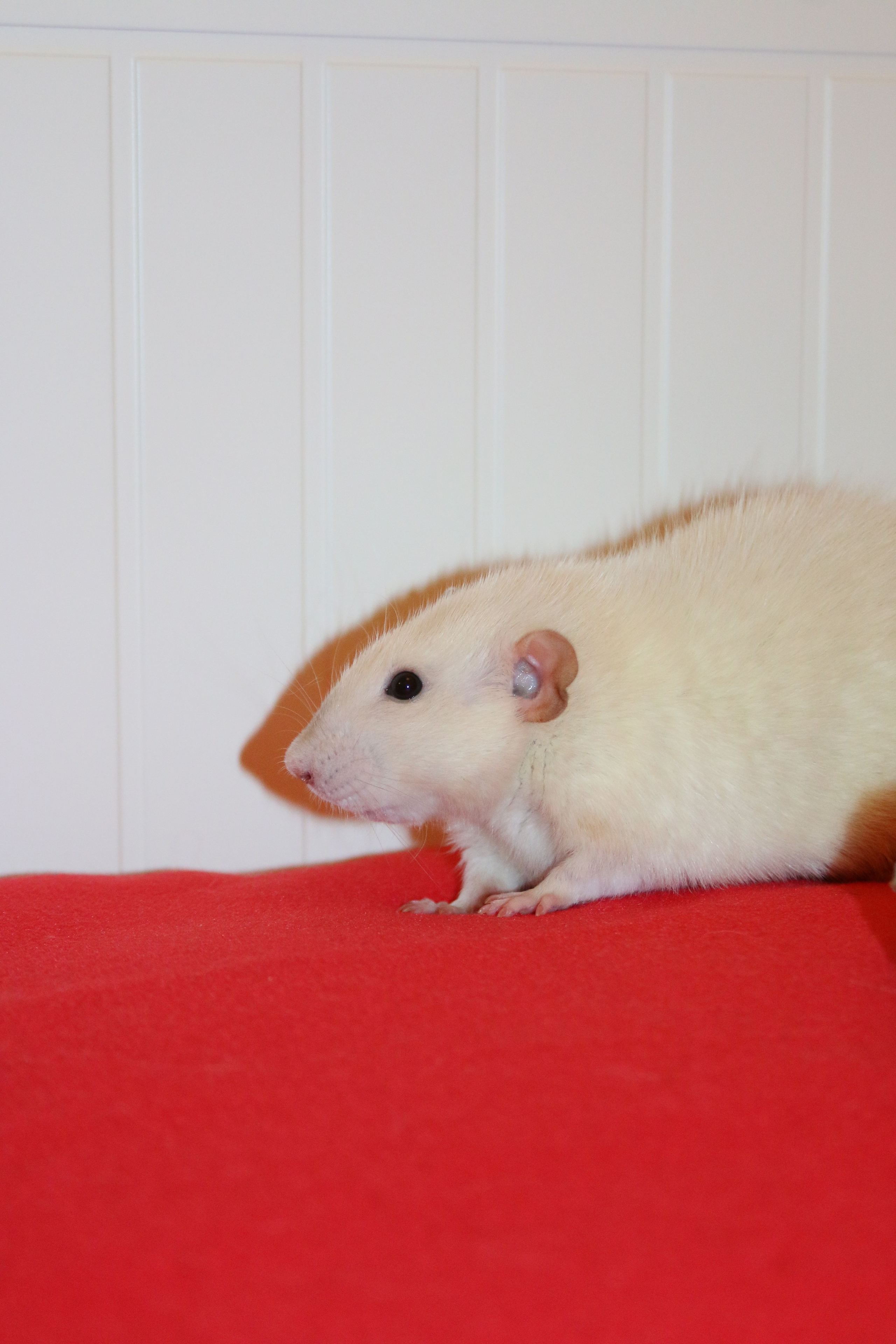 Съемка с питомцем