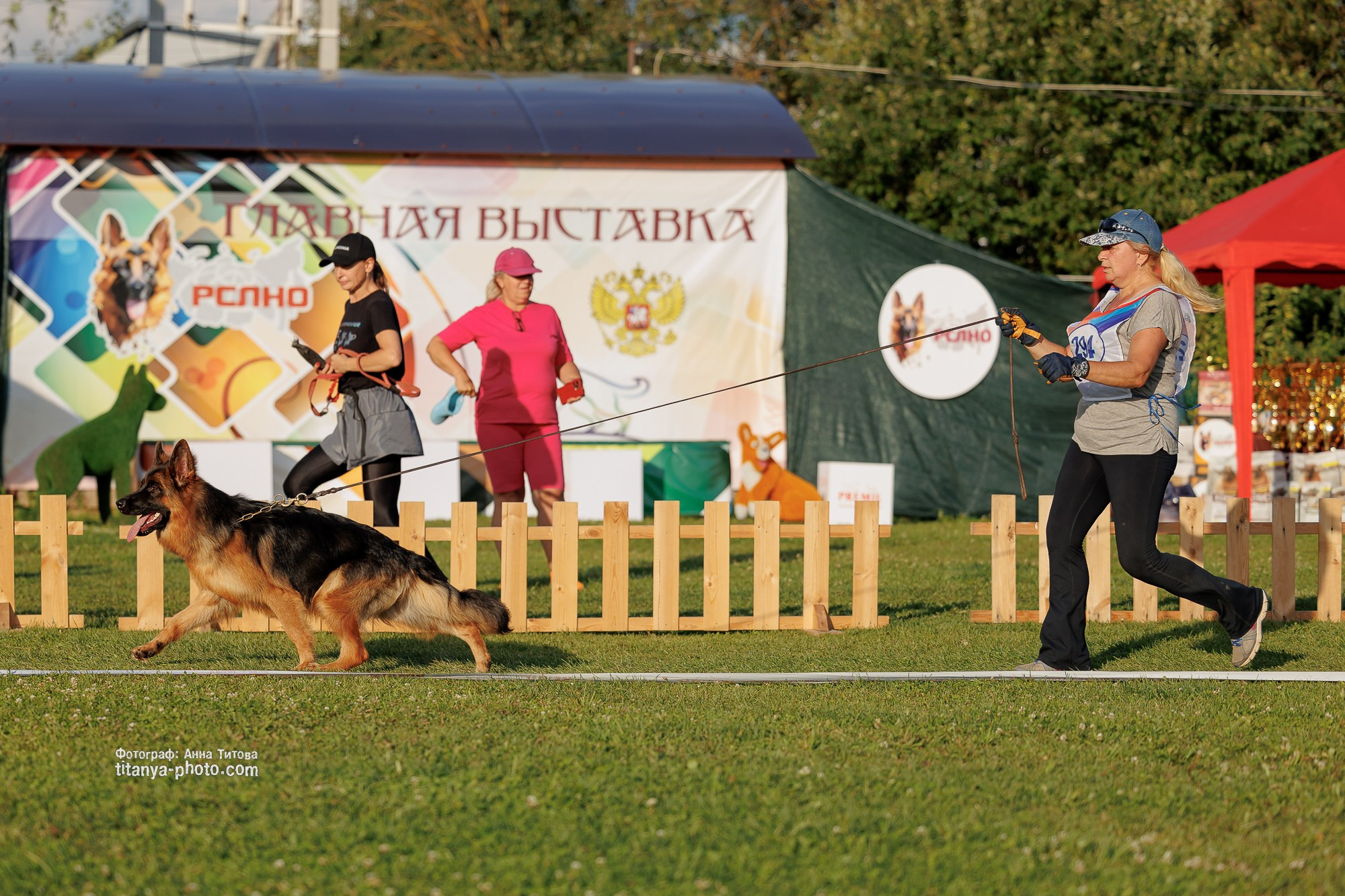 Немецкие овчарки: фото из рингов и вне ринга, мутпроба (фотографии с выставок). Фотограф собак, фотограф-анималист Аня Титова (Titanya). Москва