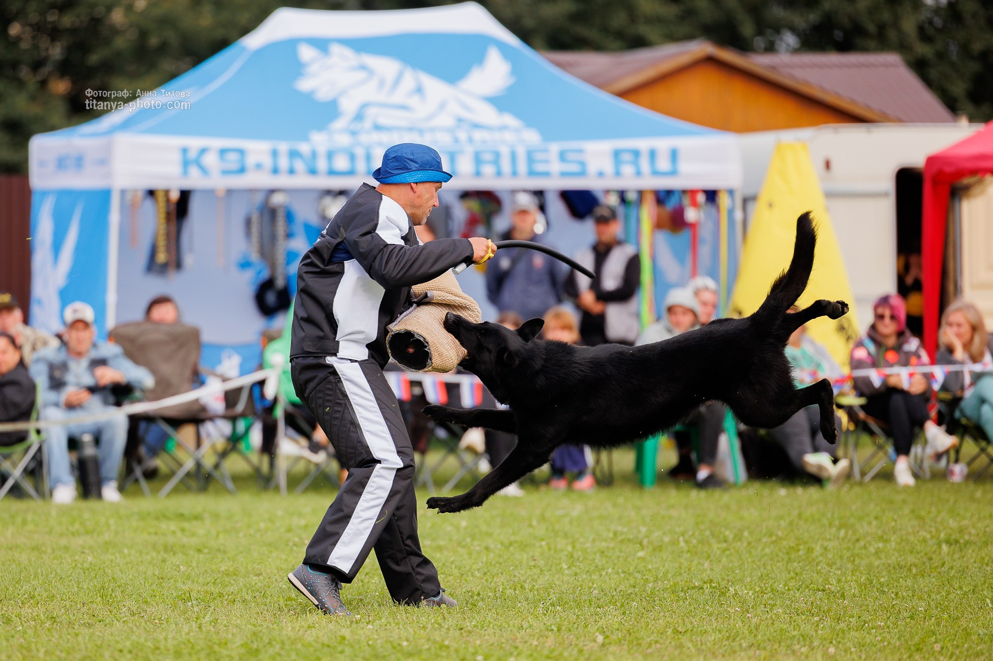 Немецкие овчарки: фото из рингов и вне ринга, мутпроба (фотографии с выставок). Фотограф собак, фотограф-анималист Аня Титова (Titanya). Москва
