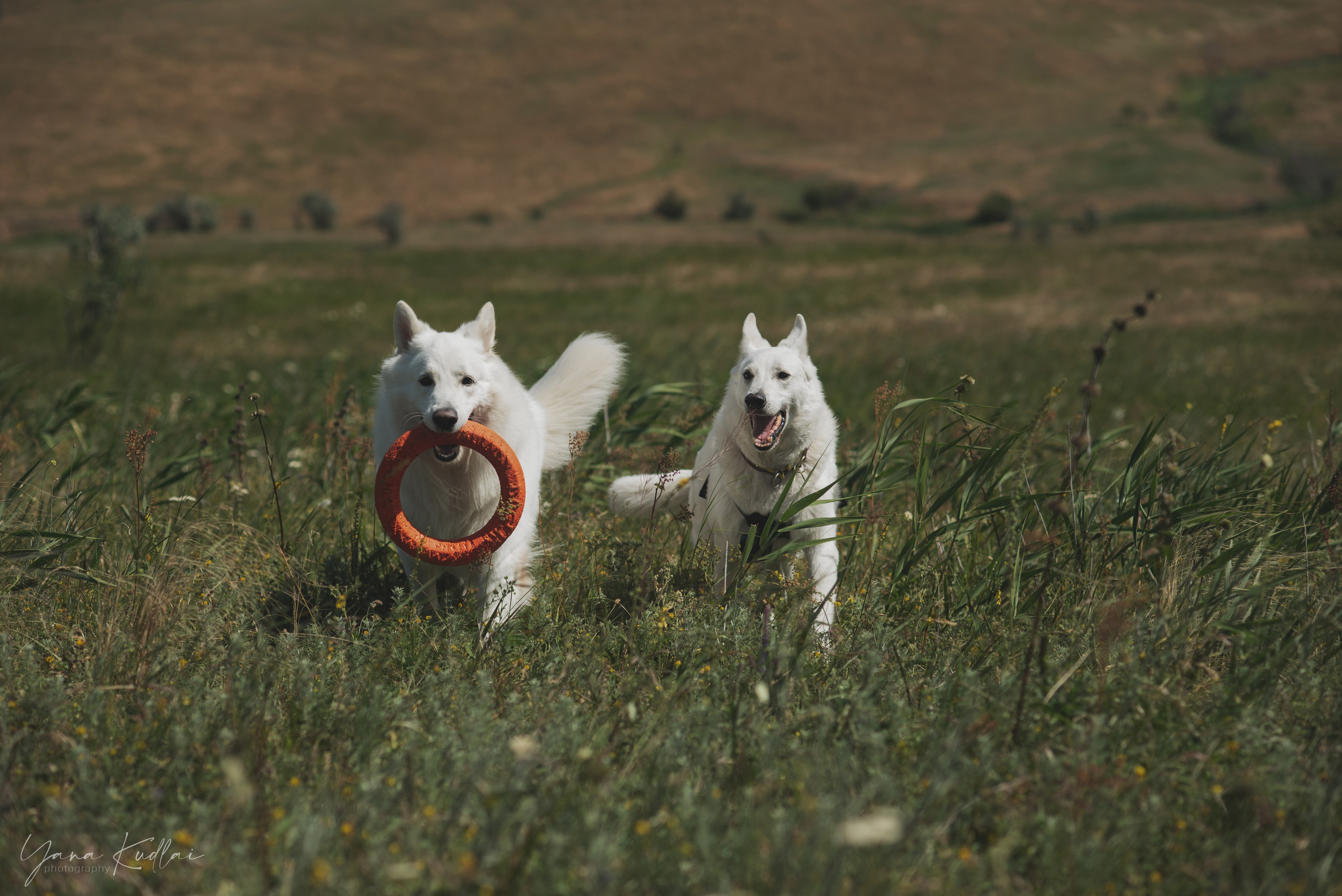 Одно солнечное утро. Фотограф анималист Ставрополь Яна Кудлай