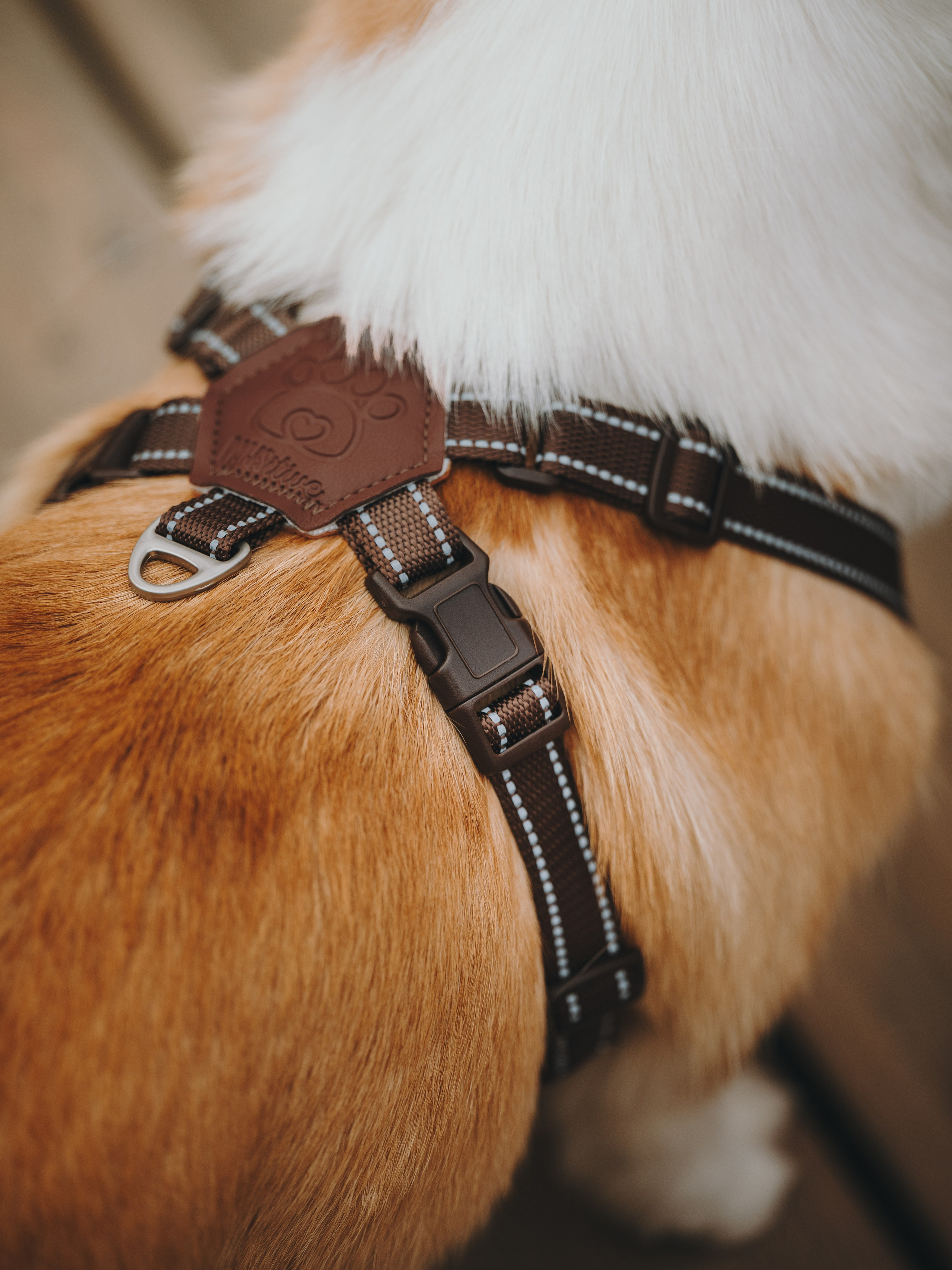 Pawsitive. Семейный фотограф анималист Ананьева Мария — Москва