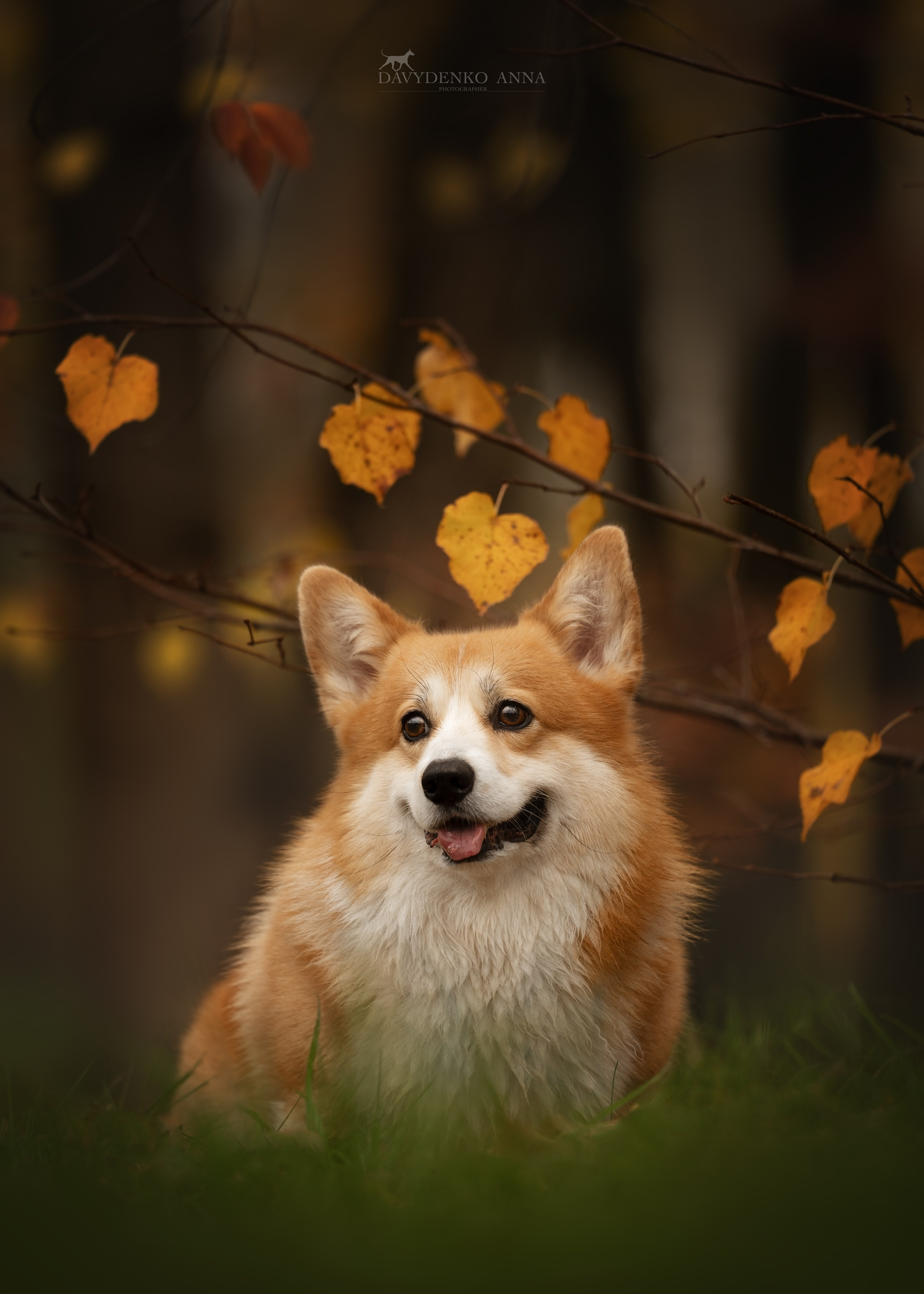 фотосессия собак краснодар выставка собак фотограф анималист сочи 