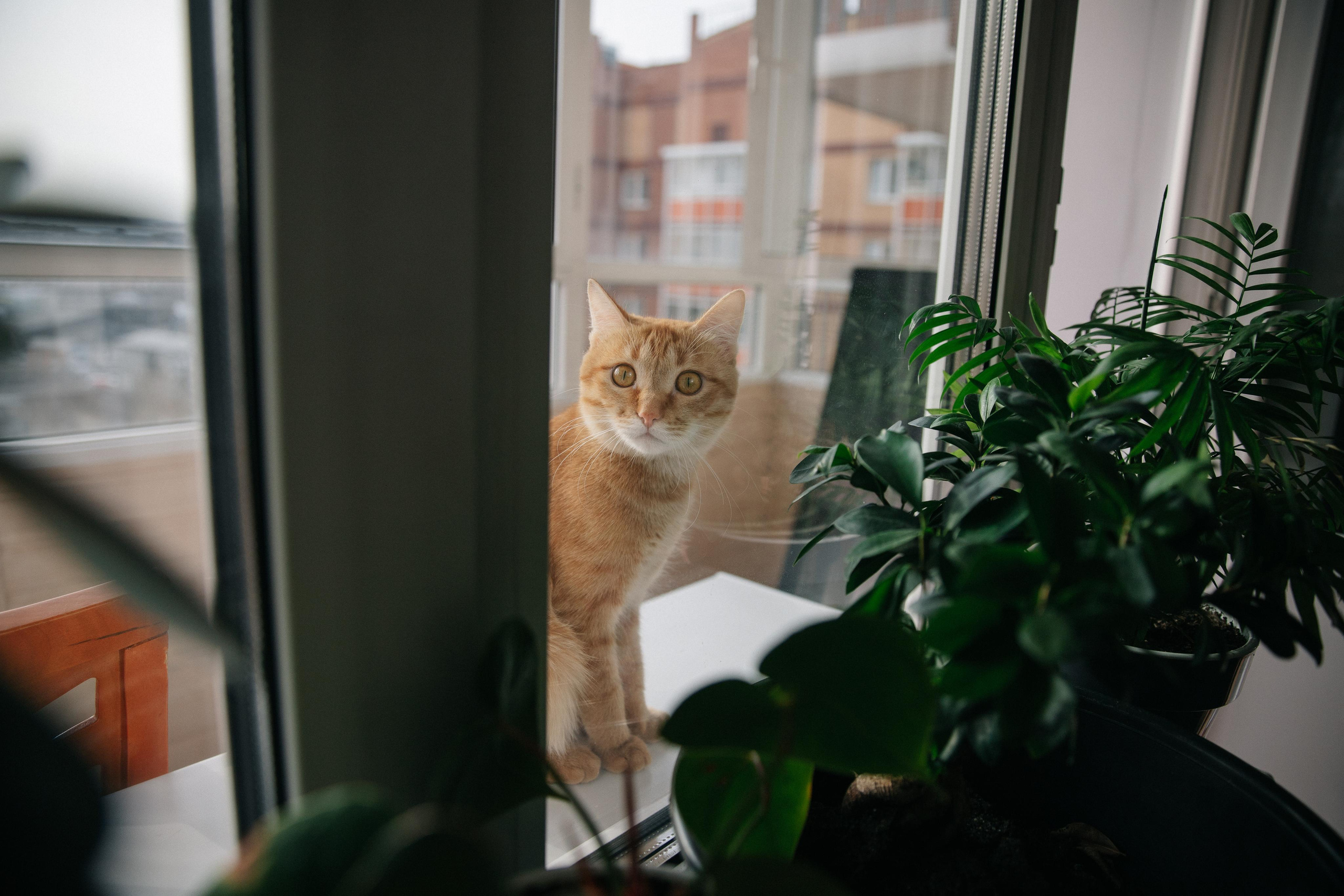 Роман и Арина