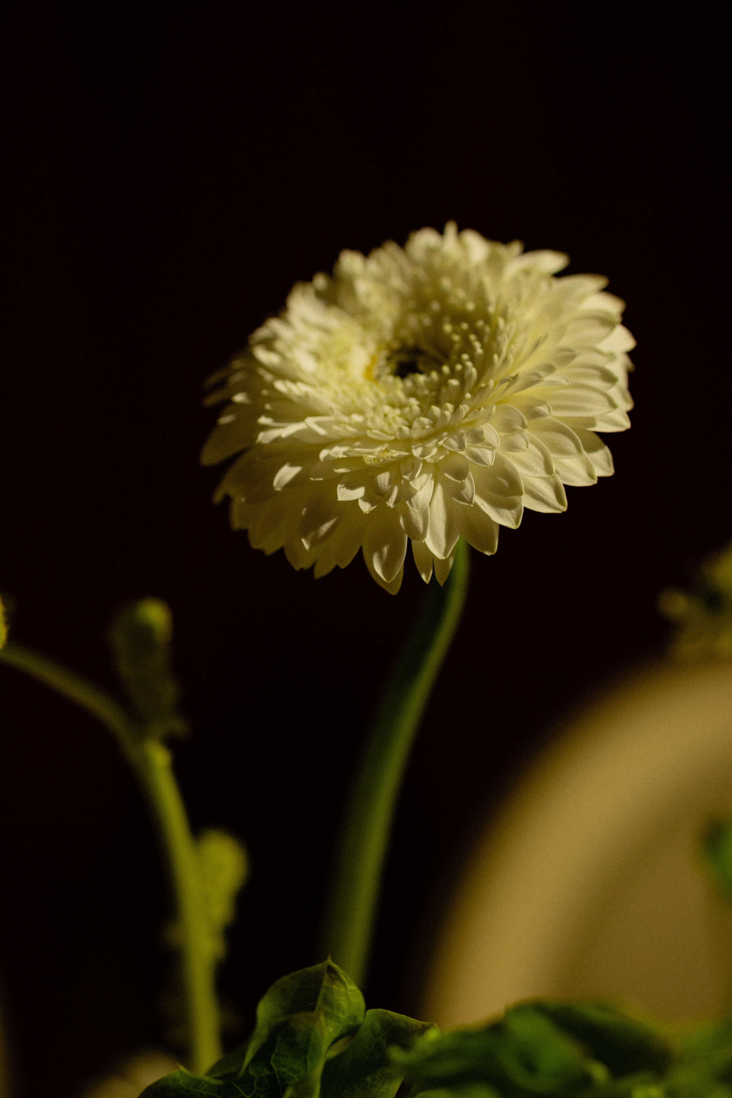 Александр и Иннеса. Ксения Почтарь. Декоратор и флорист, город Владивосток