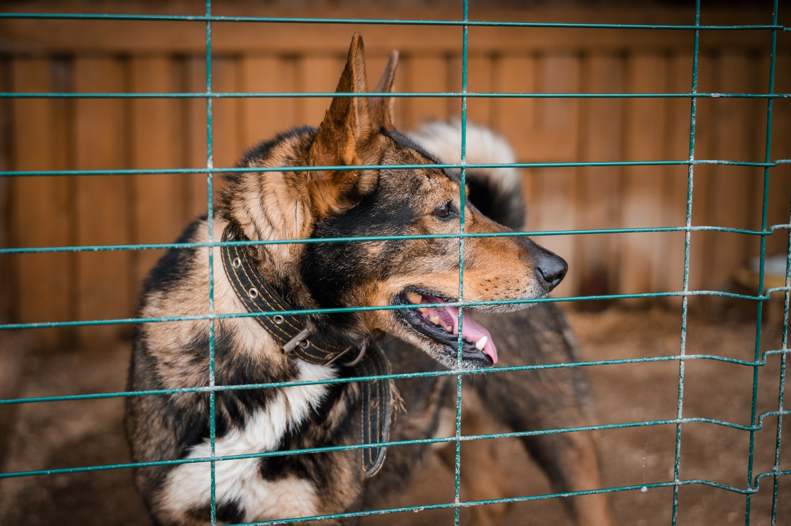 Дунай. Улыбка собаки — спасение и пристройство бездомных собак