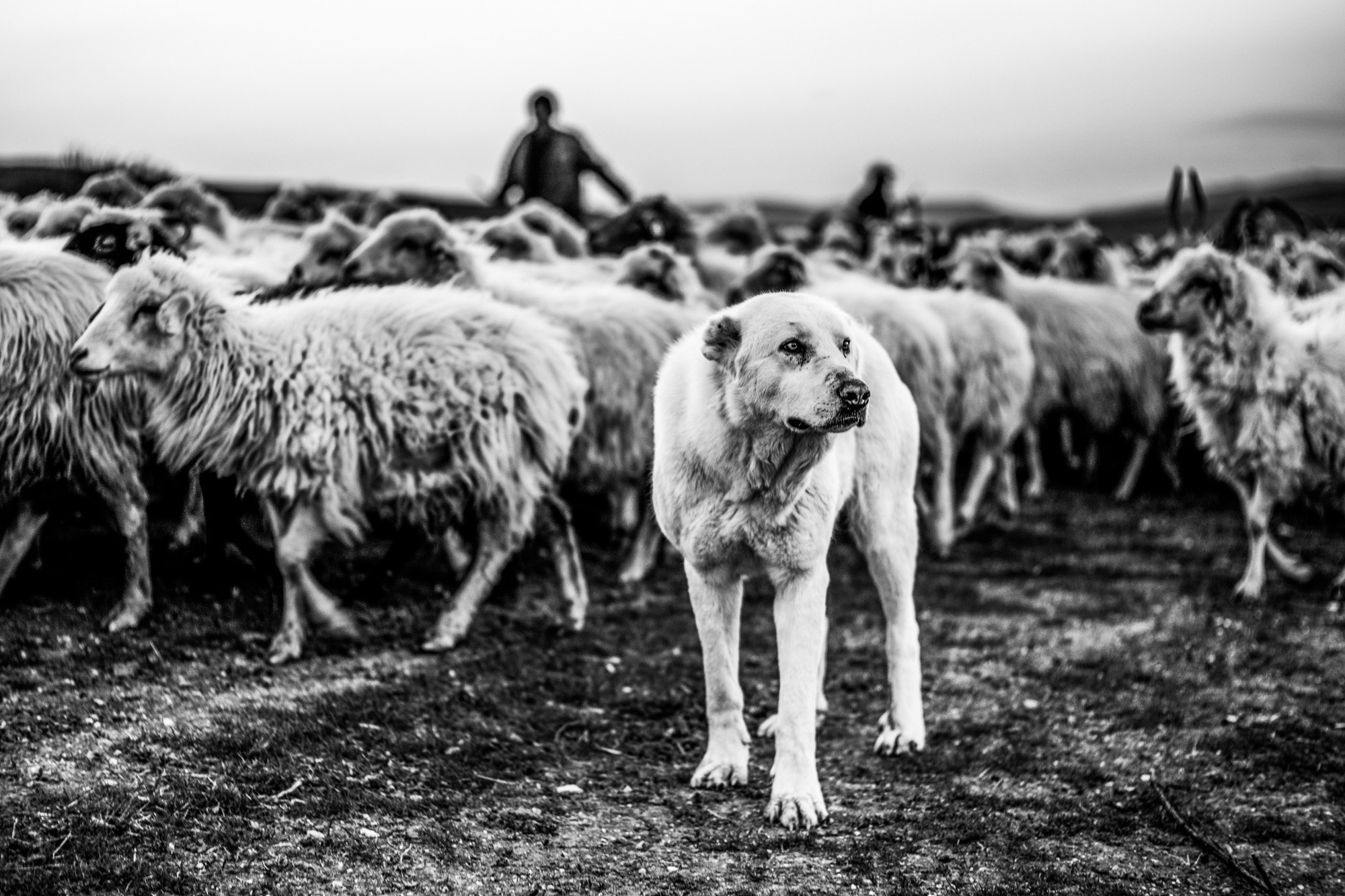 Фототур в Грузию, апрель 2017 и 2018