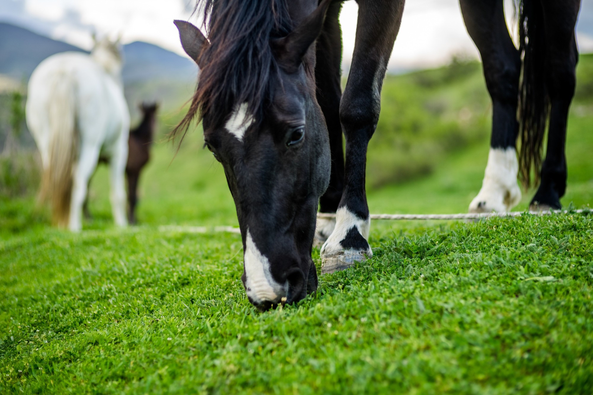 Фототур в Грузию, апрель 2017 и 2018