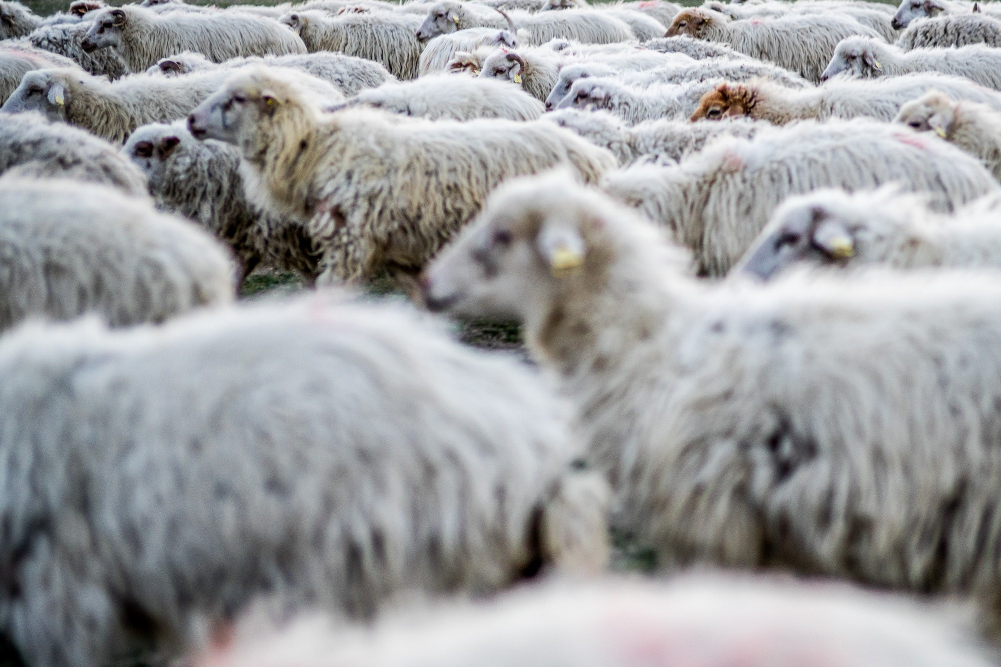 Фототур в Грузию, апрель 2017 и 2018