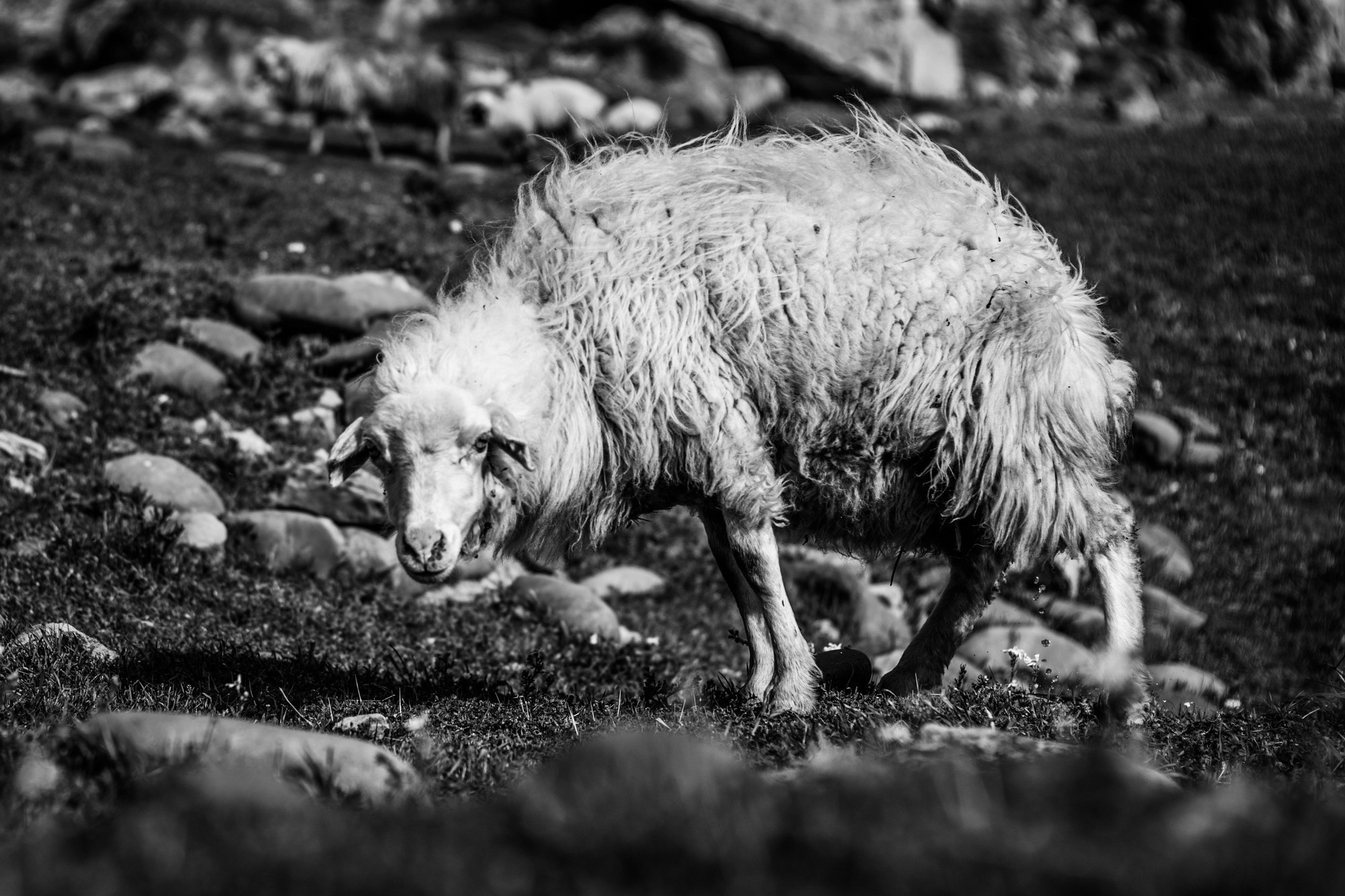 Фототур в Грузию, апрель 2017 и 2018