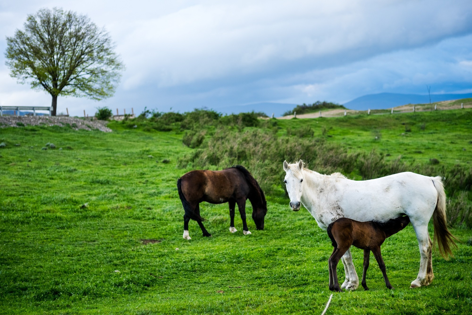 Фототур в Грузию, апрель 2017 и 2018