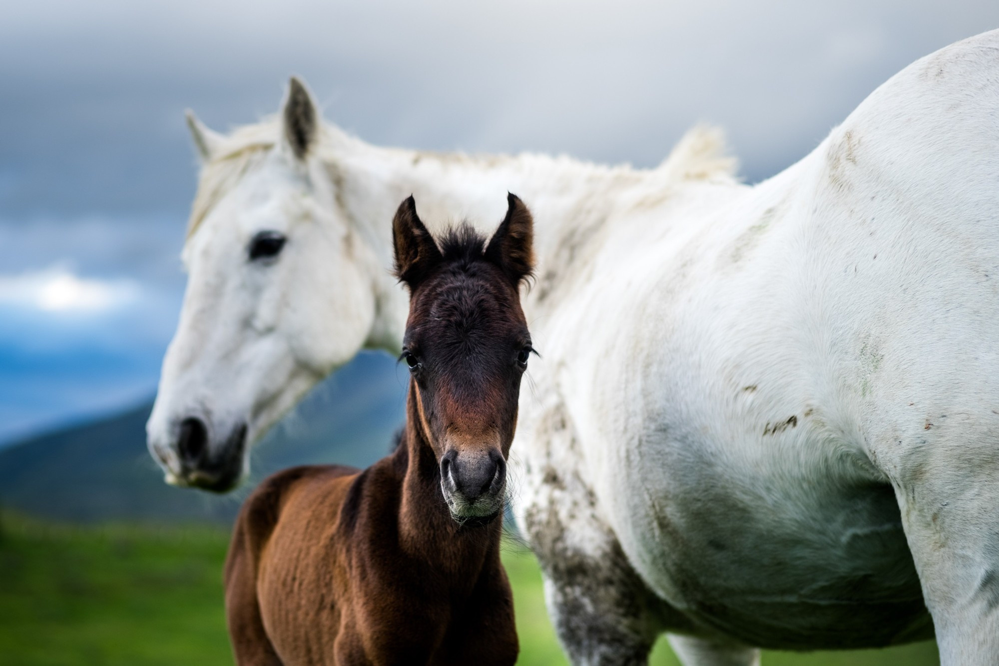 Фототур в Грузию, апрель 2017 и 2018