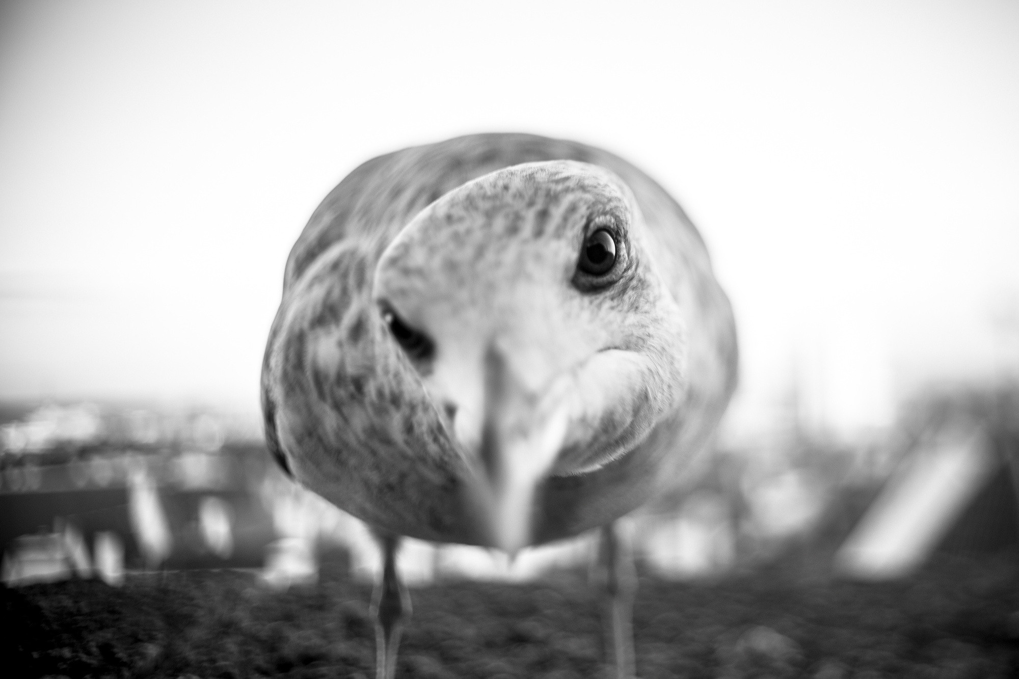 Liin and Matt, Таллин, Эстония