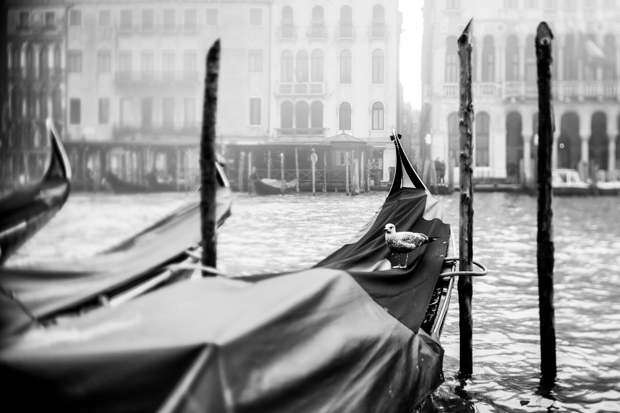 Patrick and Melissa, Венеция, Италия