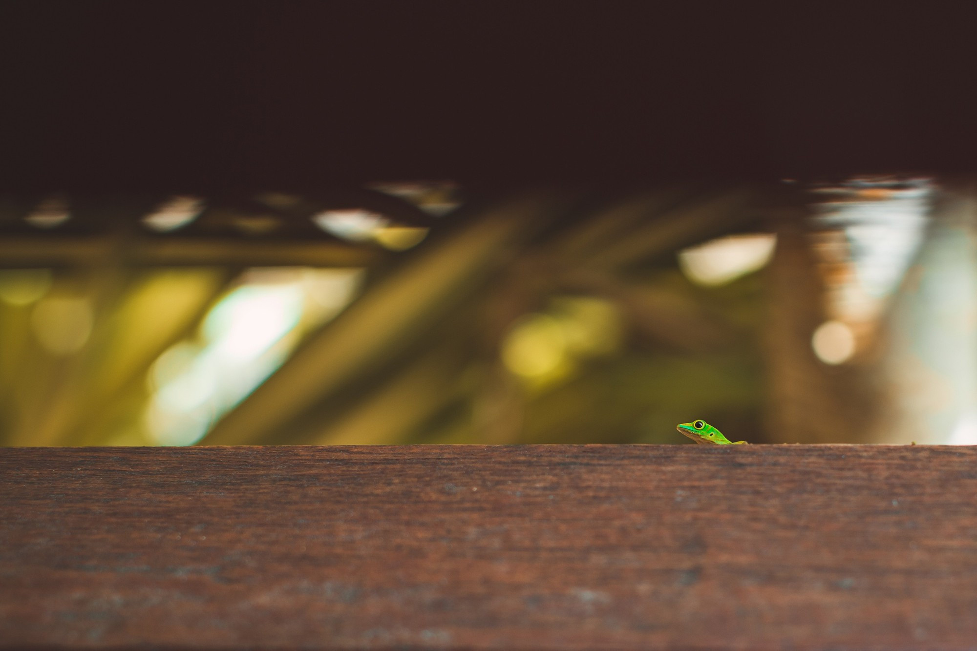 Любовь и Павел. Сейшельские острова