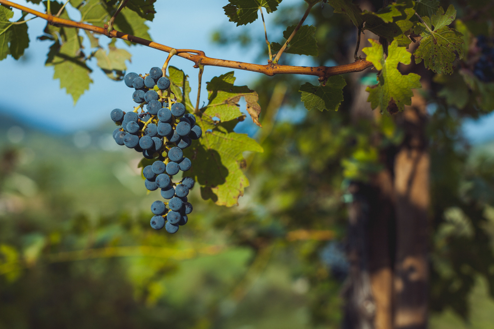 Наталья и Артем, Венето, Италия