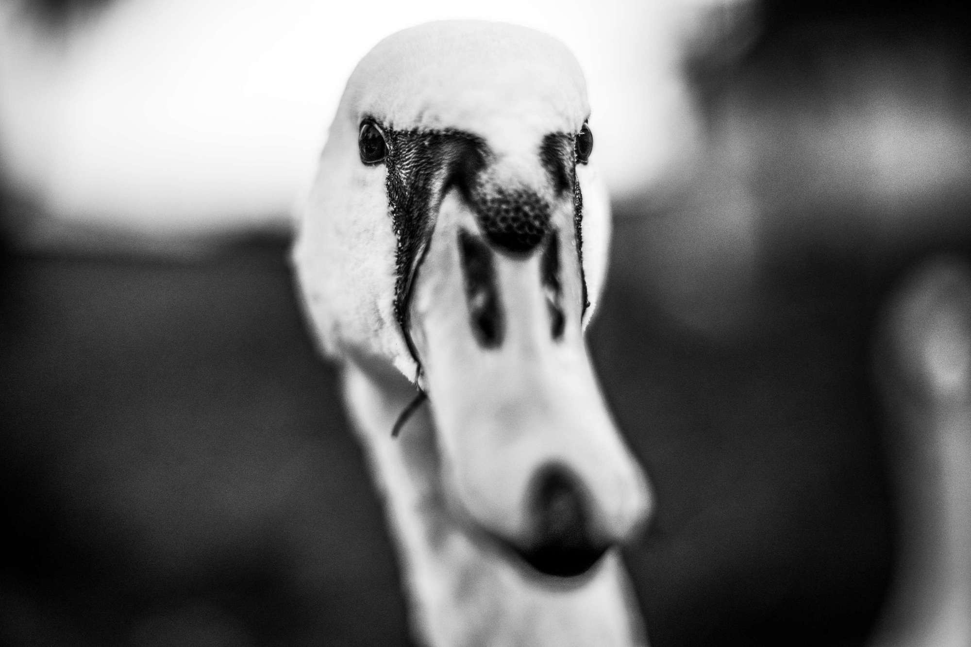 Григорий и Ольга, Прага, Чехия