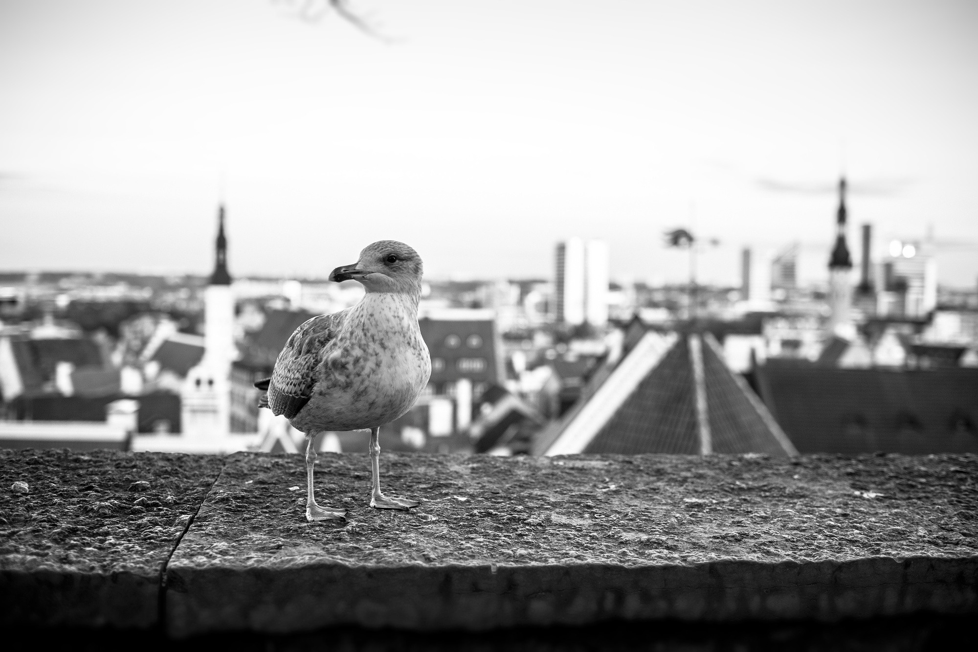 Liin and Matt, Таллин, Эстония