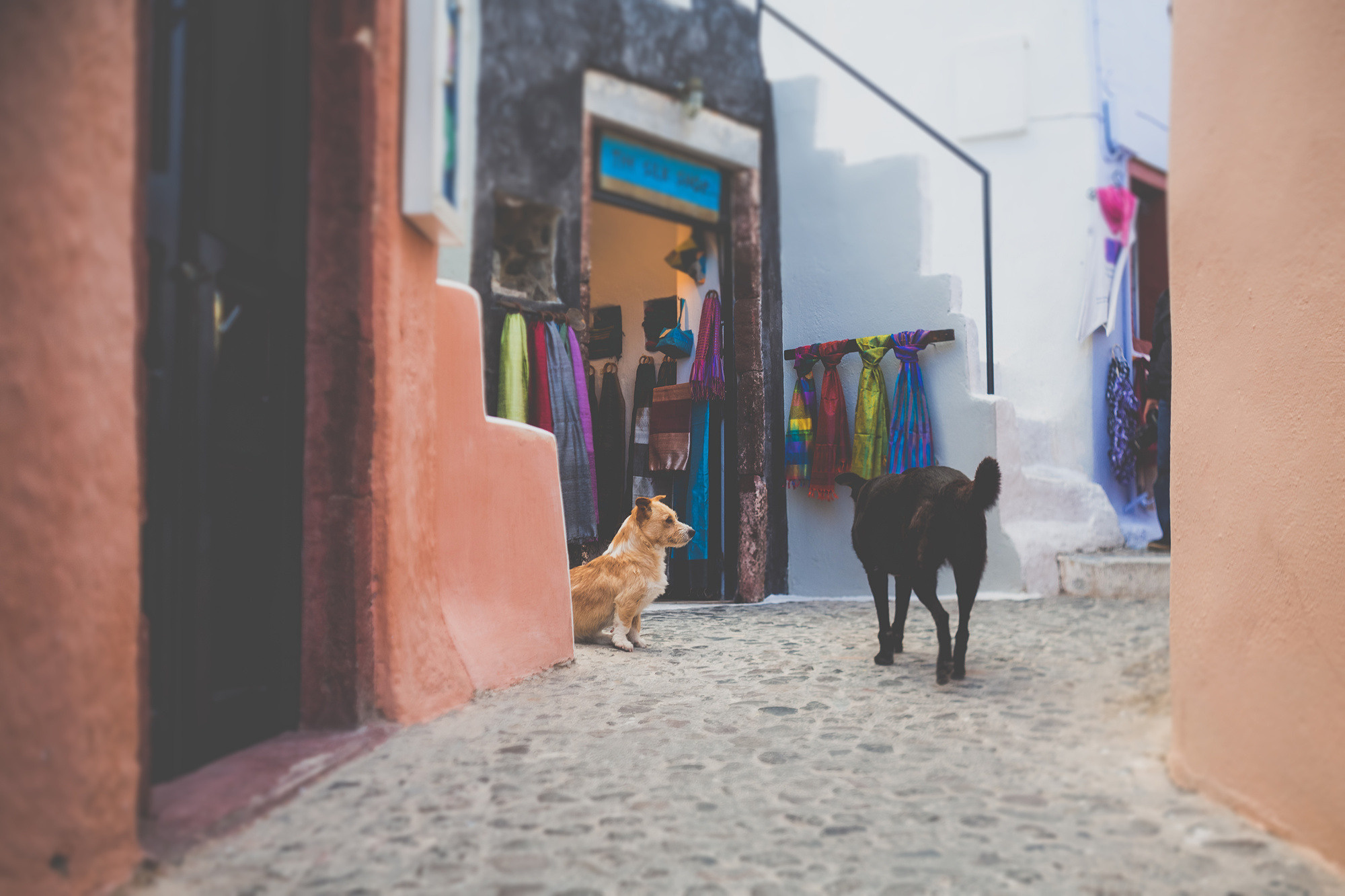 Вера и Андрей, Санторини, Греция