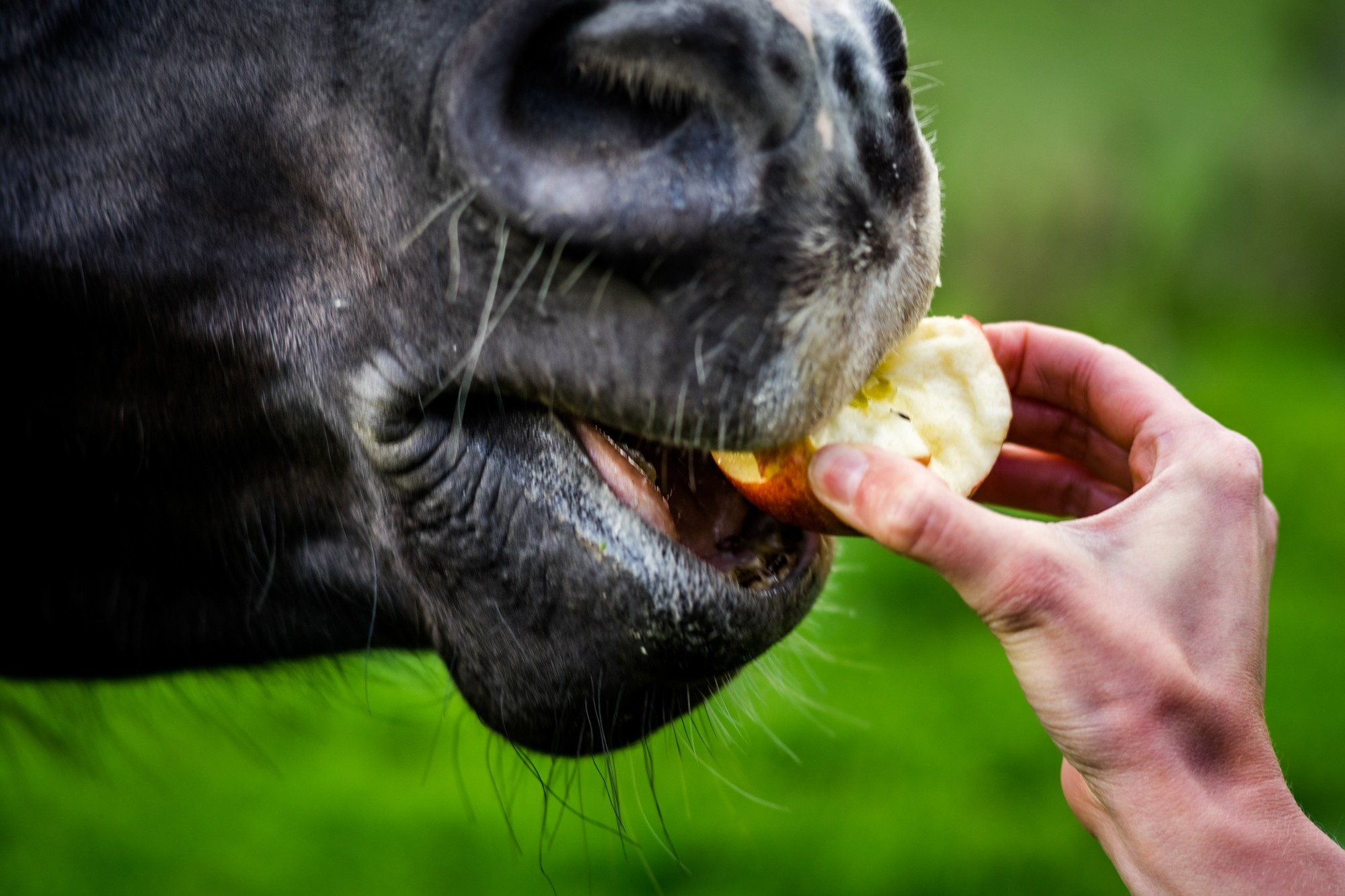 Фототур в Грузию, апрель 2017 и 2018