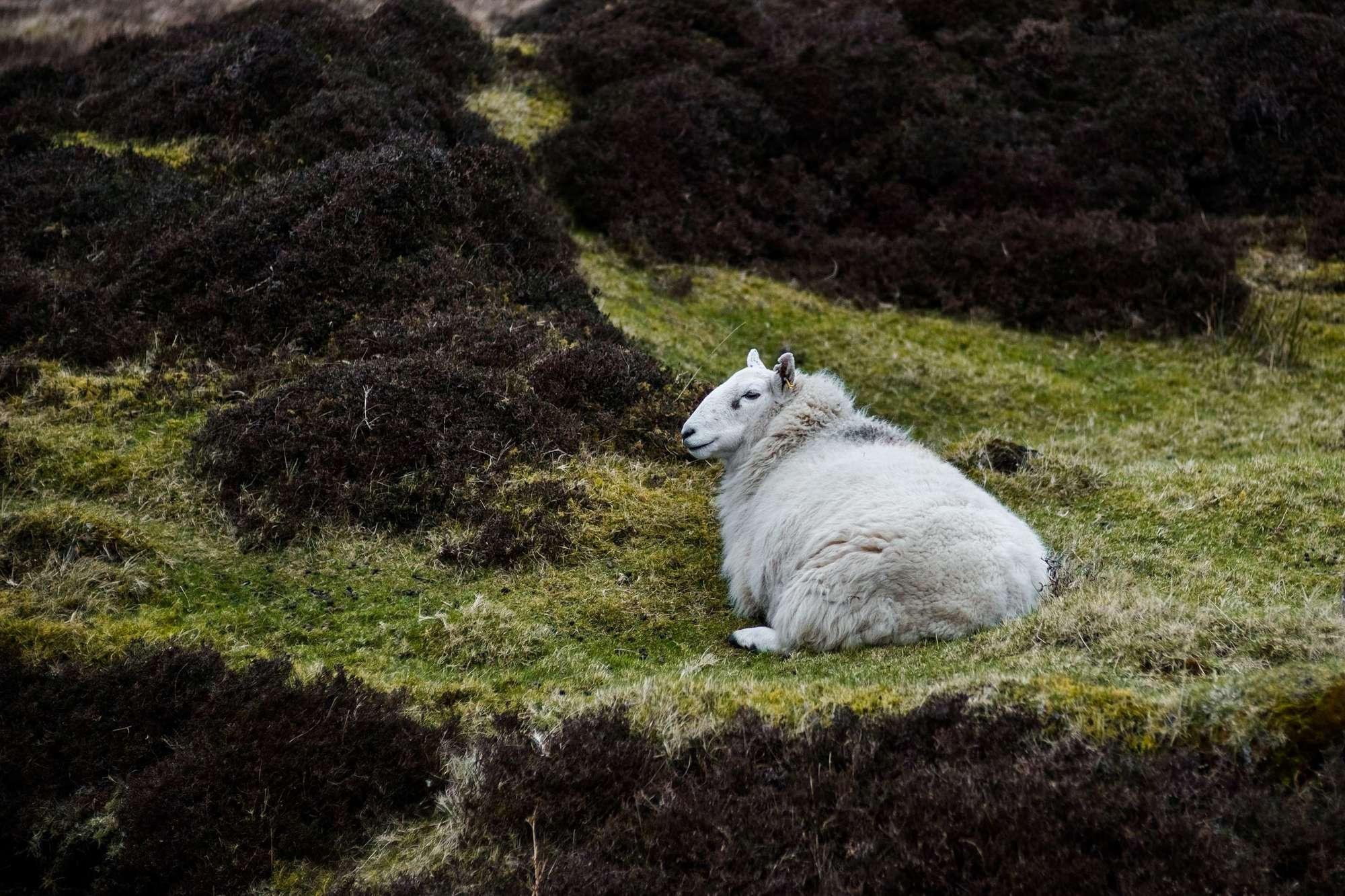 Patrick and Melissa, Isle of Skye, Scotland