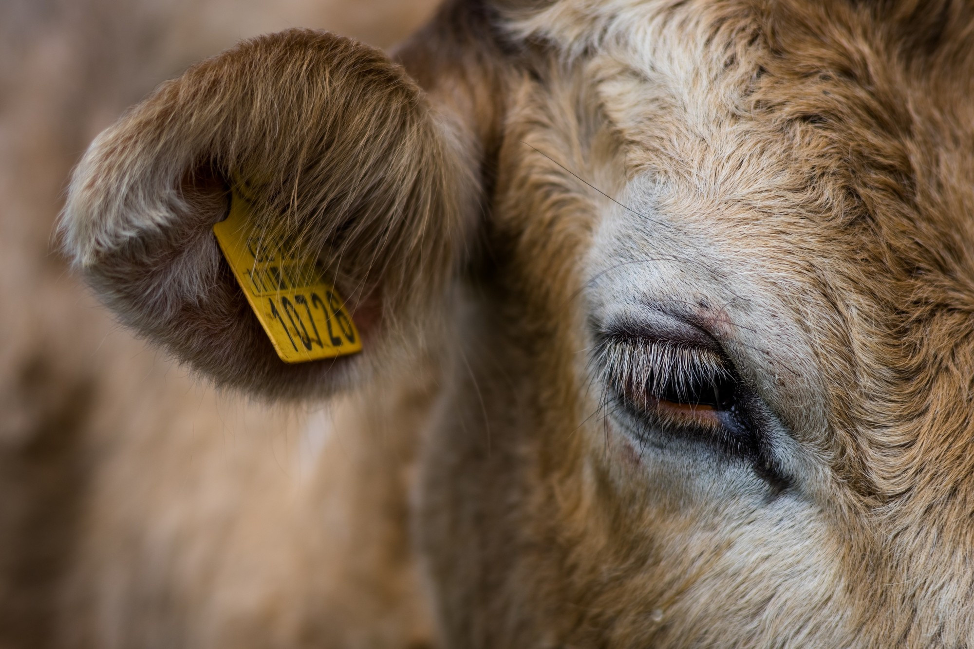 Фототур в Грузию, апрель 2017 и 2018