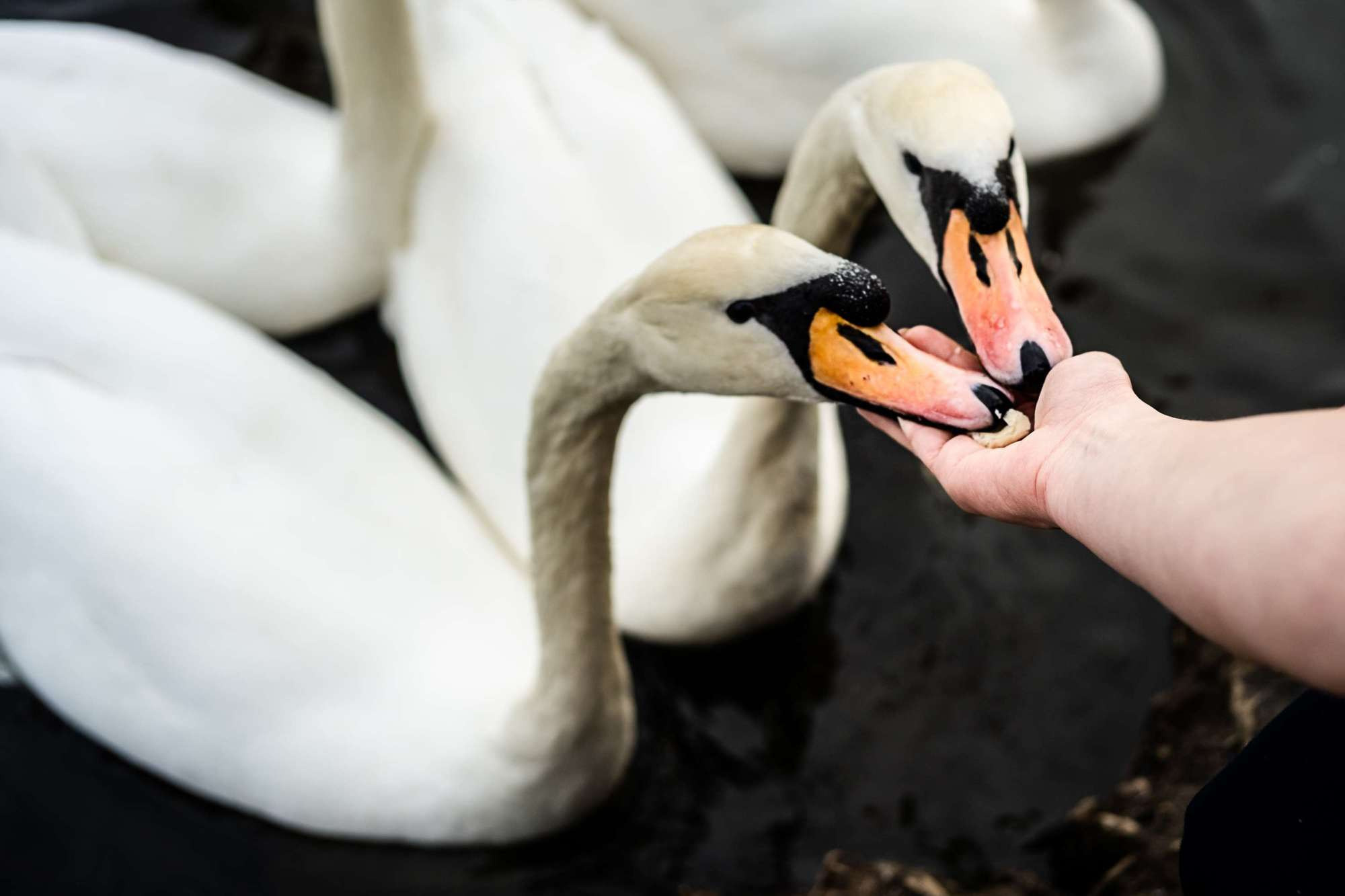 Григорий и Ольга, Прага, Чехия