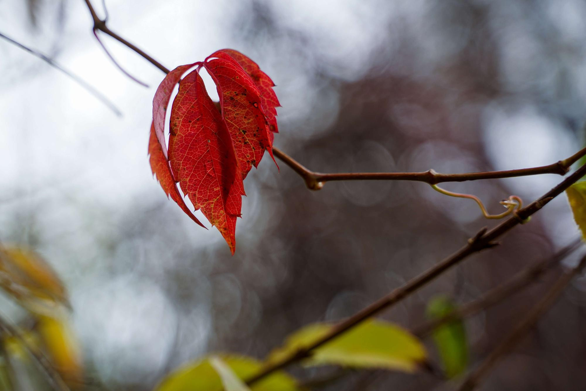 Тамара и Екатерина, Прага, Чехия