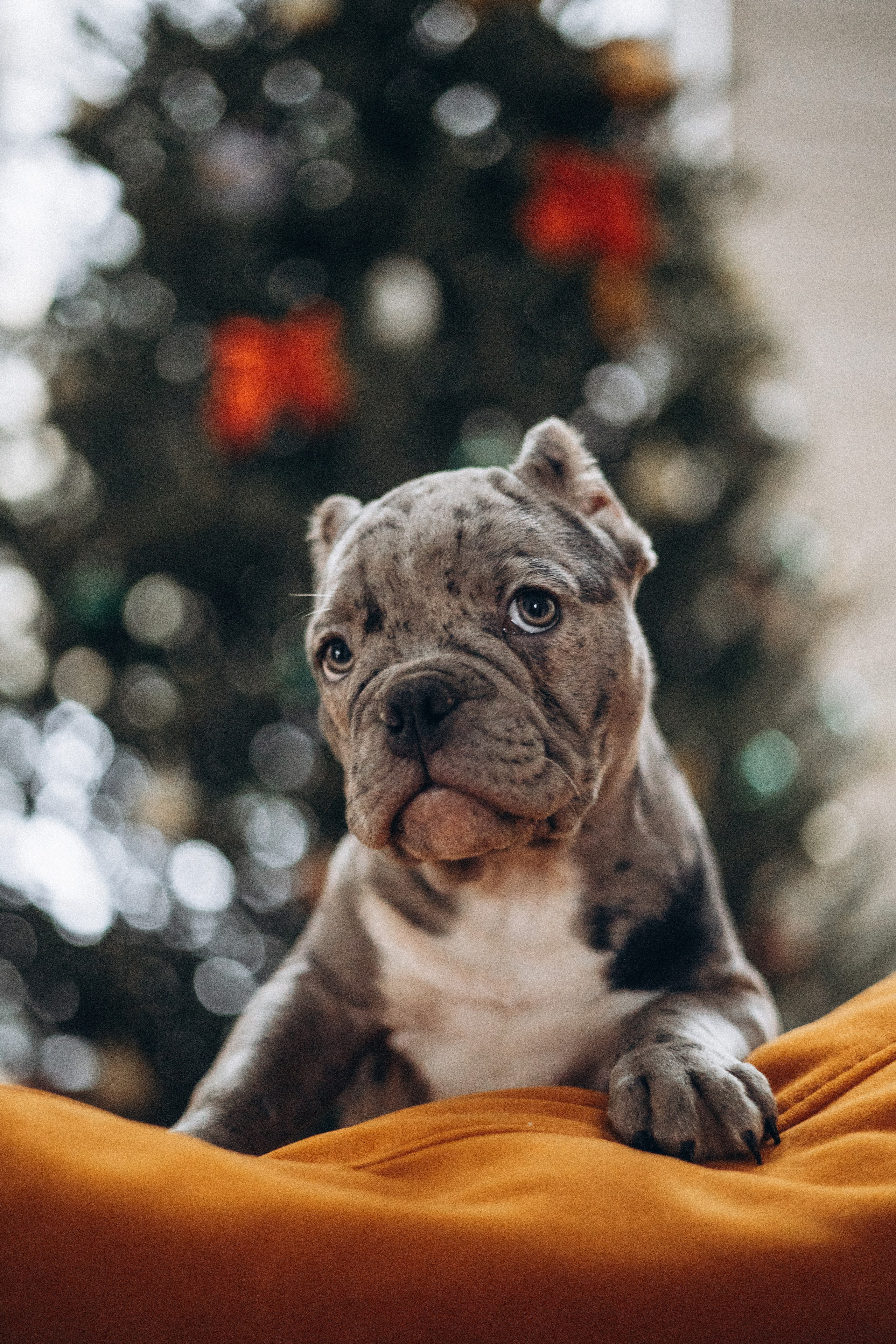 Семейная для Ксюши. Фотограф — Анималист | Санкт-Петербург