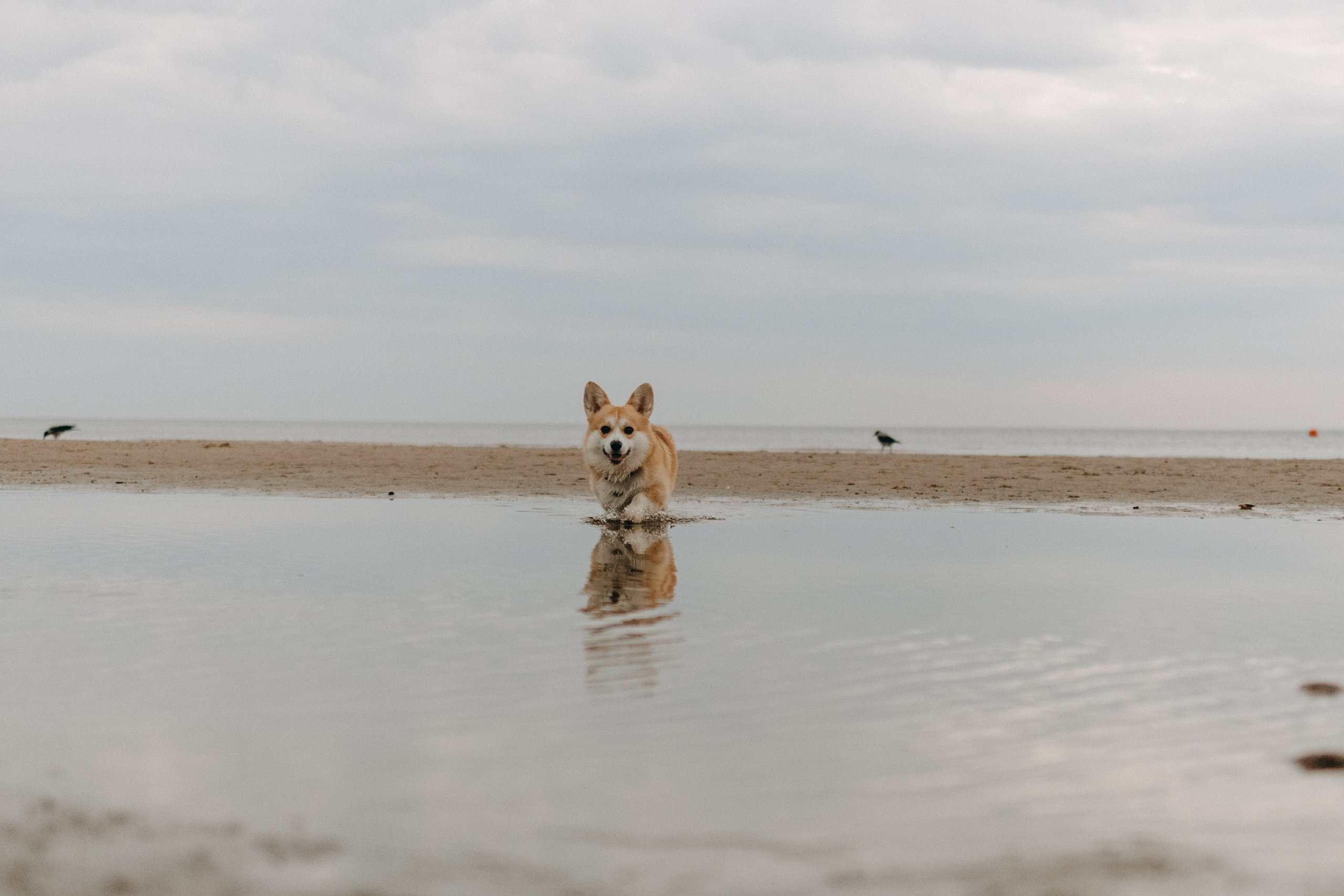 Лиза и Бакс. Фотограф — Анималист | Санкт-Петербург