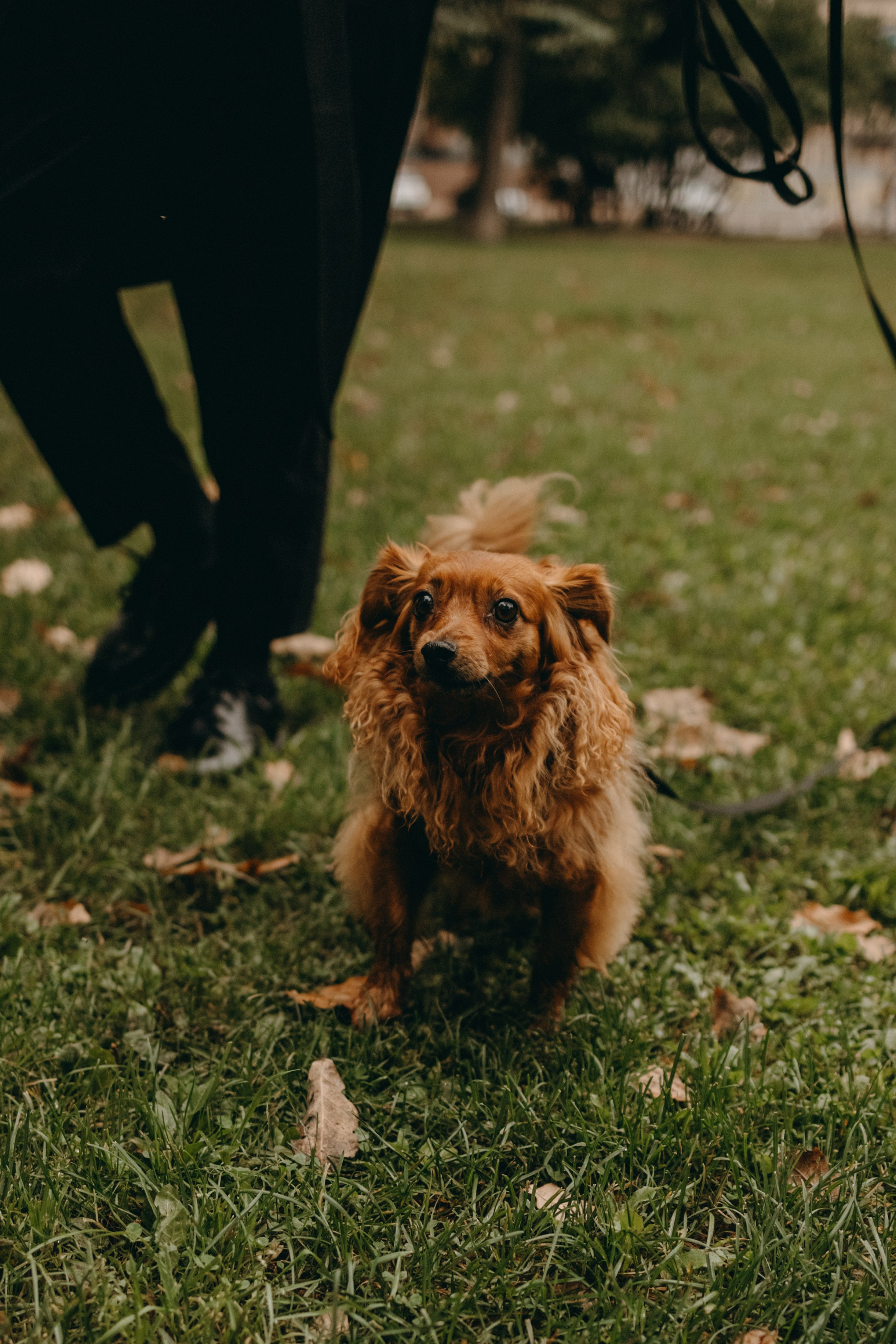 Жу и ее семья. Фотограф — Анималист | Санкт-Петербург