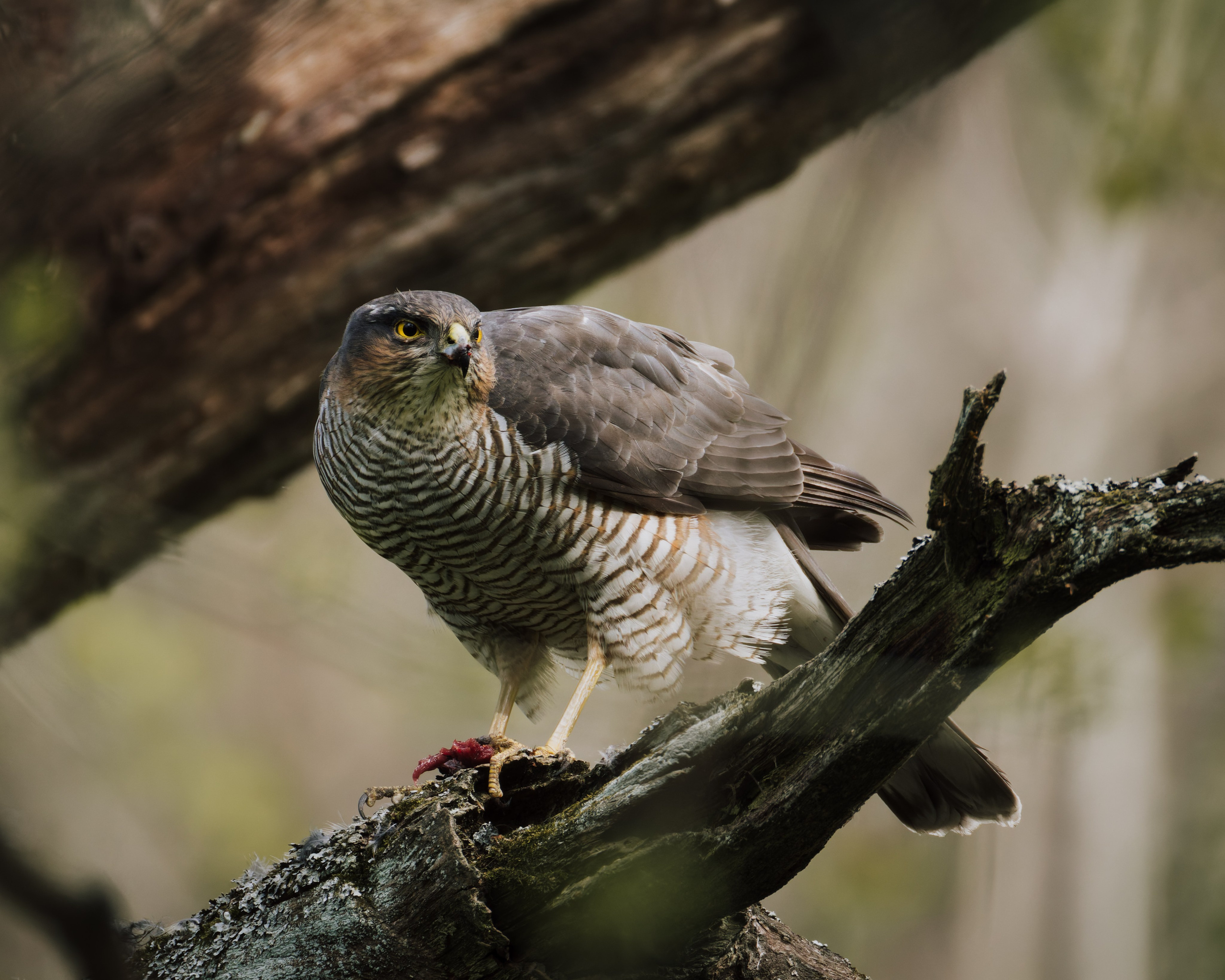 Voronezh 2025. Anton Chernov | Wildlife photographer