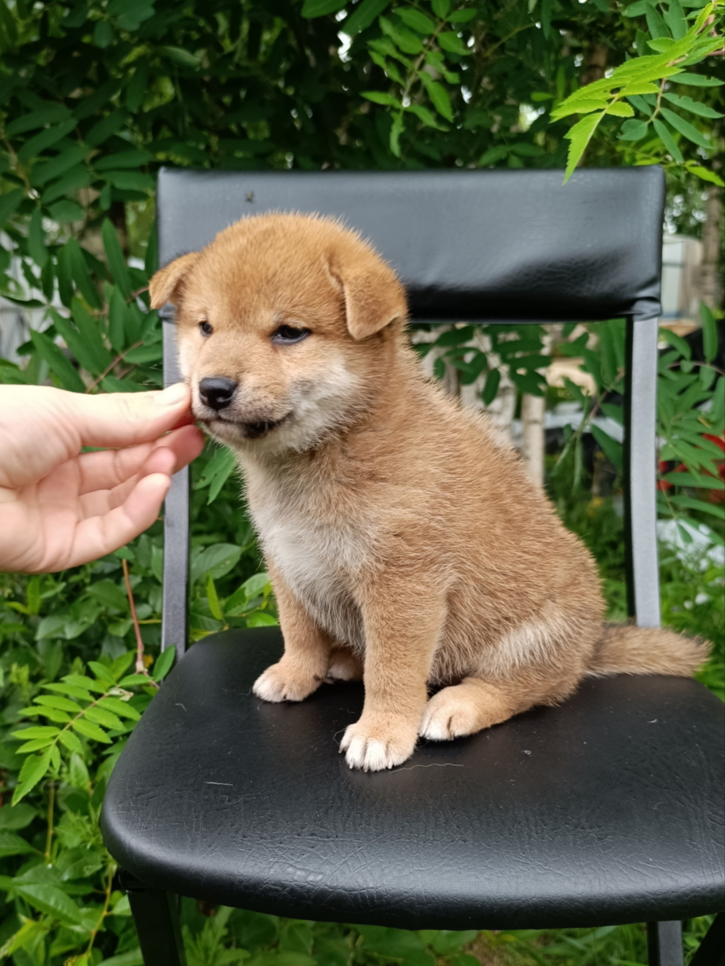 сиба питомник Рубилайт щенки на продажу rubylight  сиба щенки купить СПб Санкт-Петербург