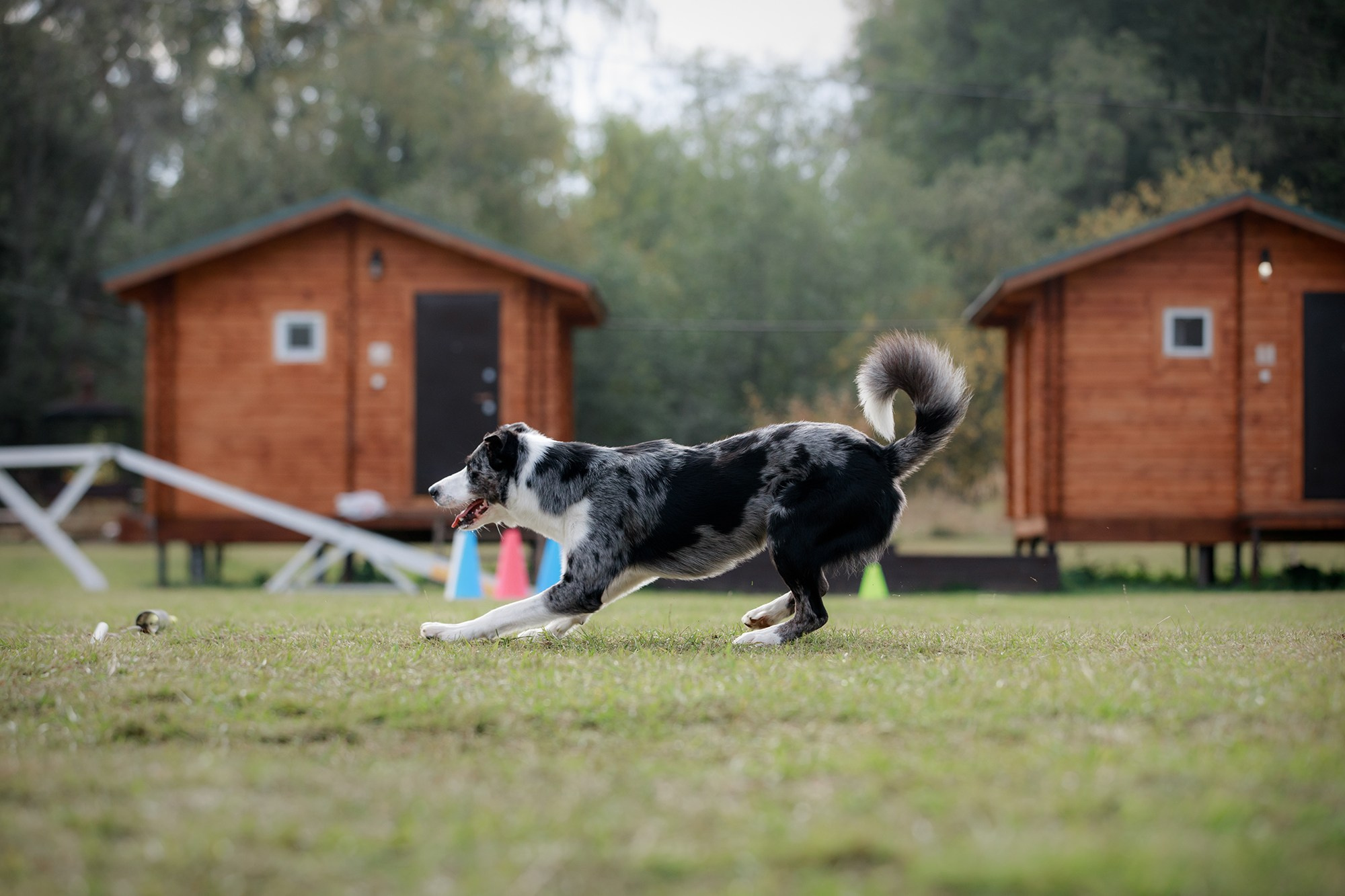 Лагерь по ОБД с Инной Баженовой. Фотограф-анималист Mary Mart — Москва, Питер