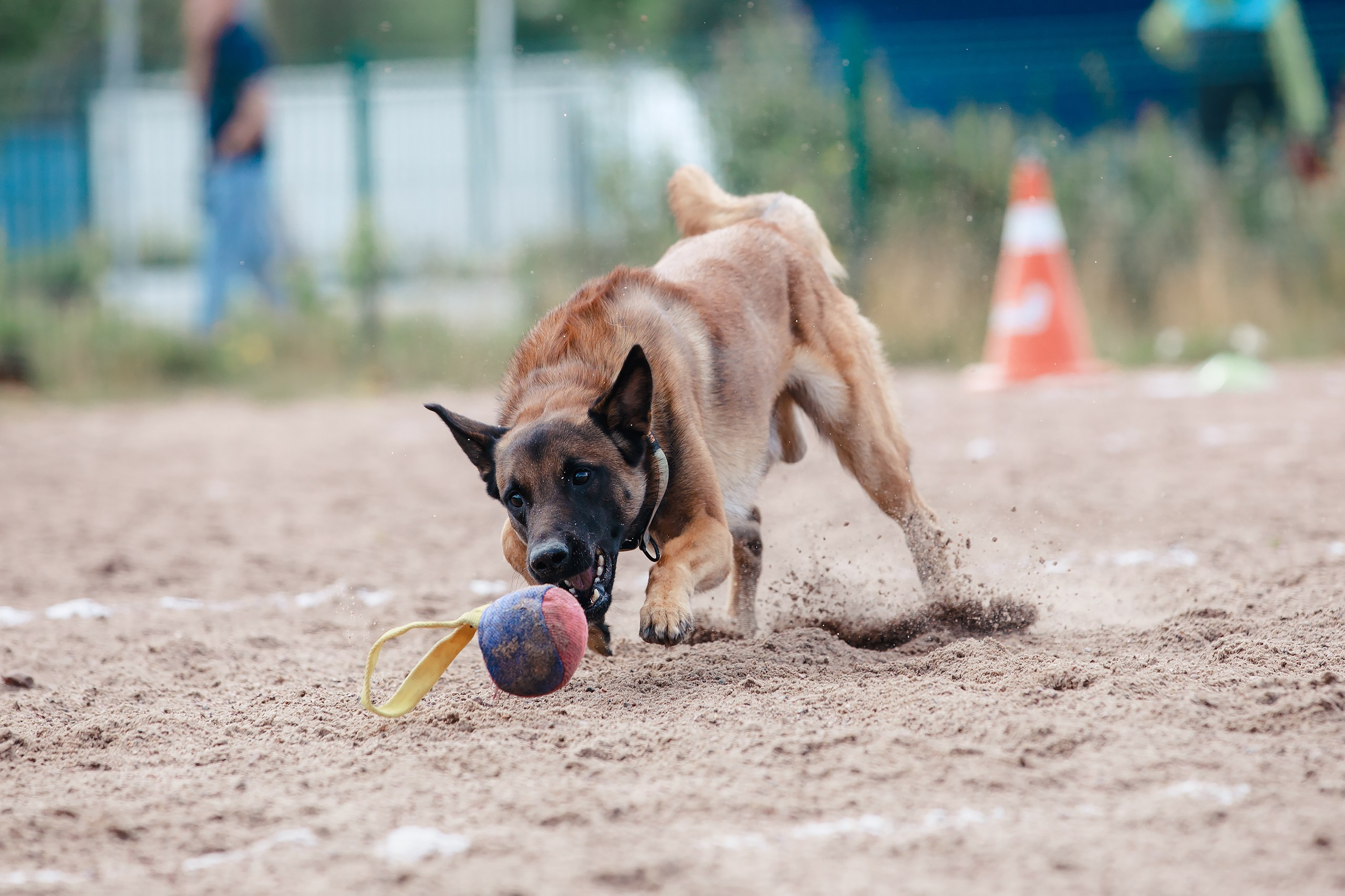 Питч&Гоу + веселые старты. Фотограф-анималист Mary Mart — Москва, Питер